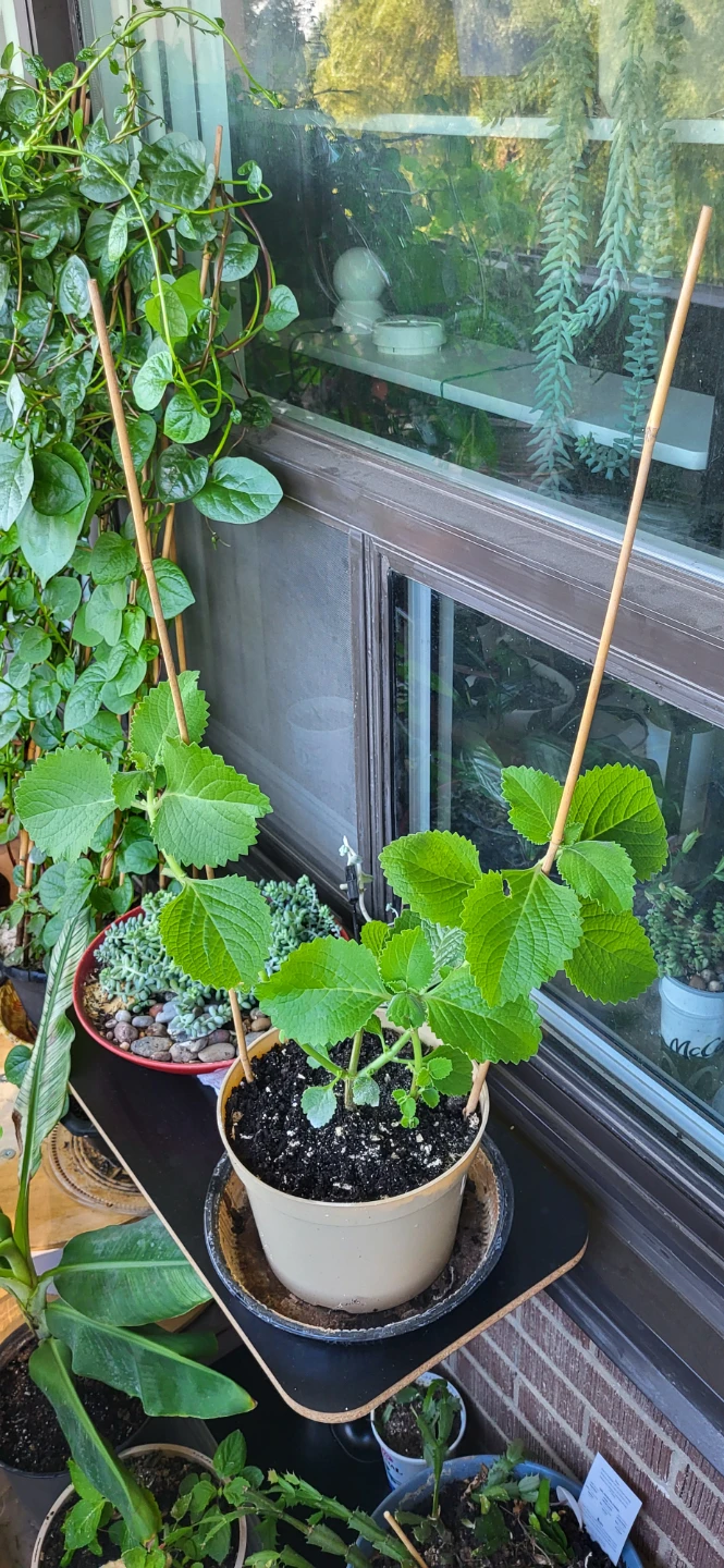 Mexican Mint/ Tần dày lá - photo 5