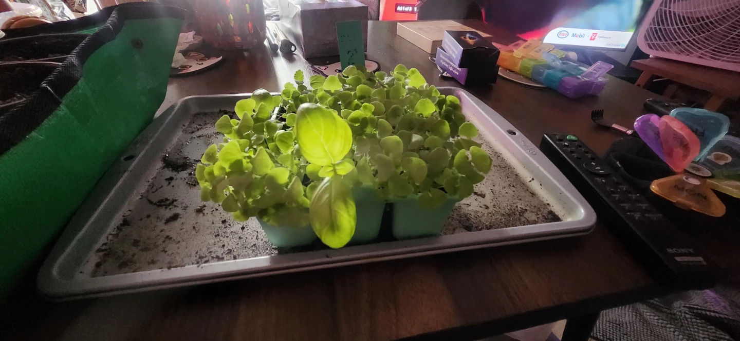 Italian basil started from seed *