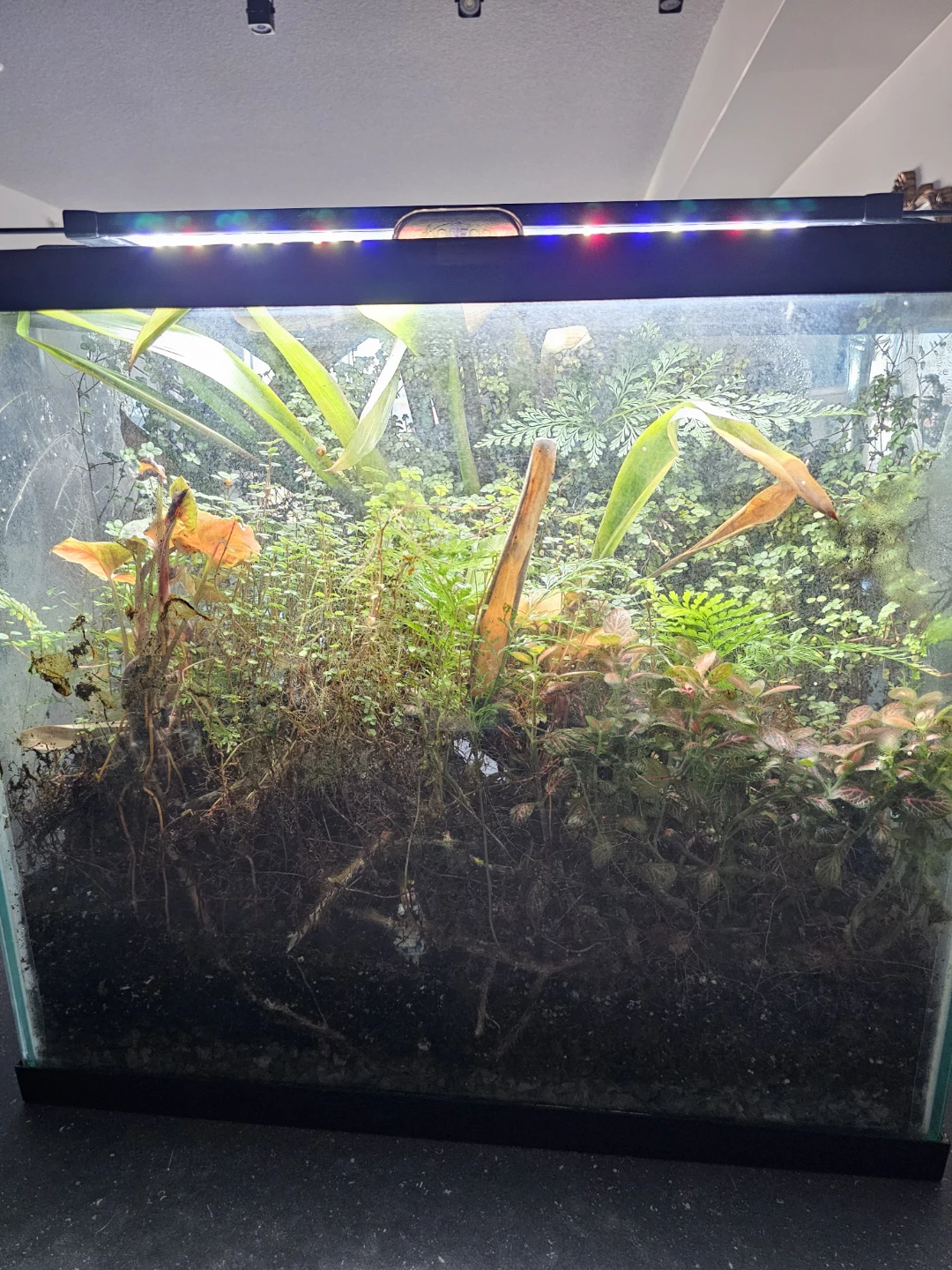 Planted terrarium - photo 2