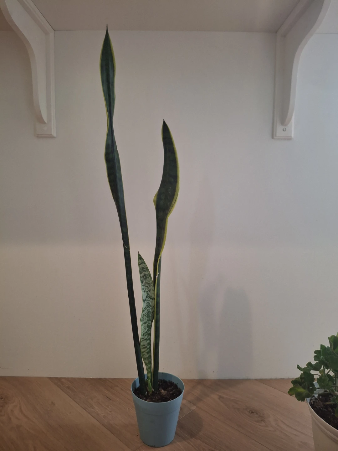 Snake Plant in Light Blue Pot