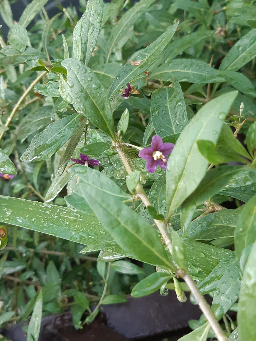 Perennial Goji Berry Plants - photo 4