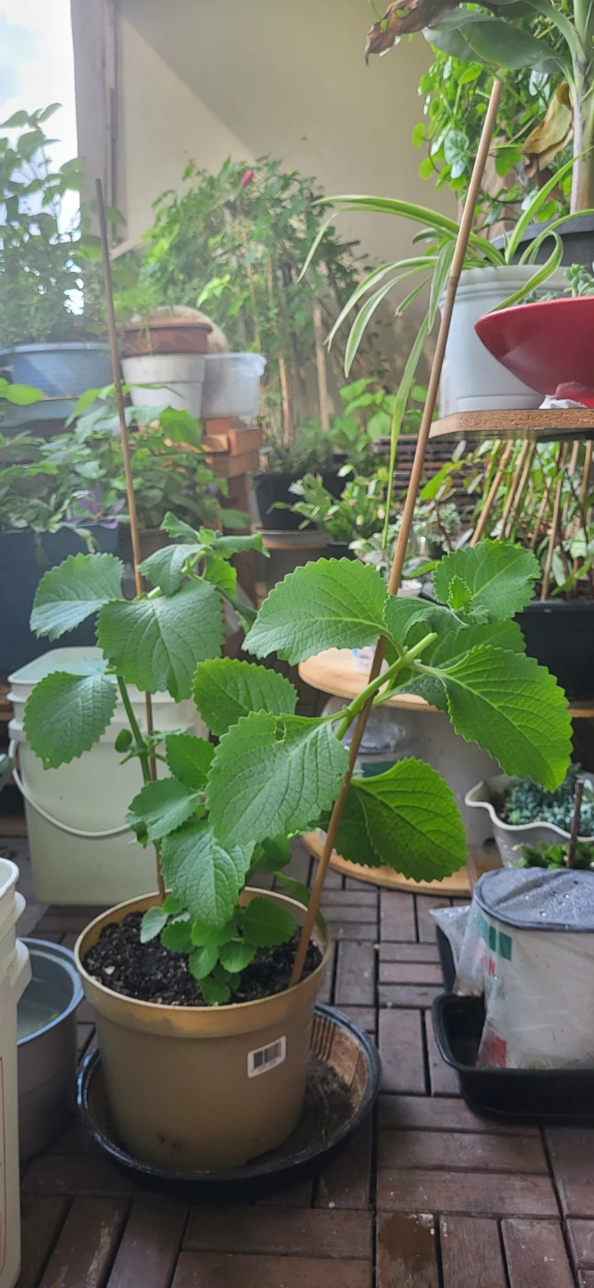Mexican Mint/ Tần dày lá