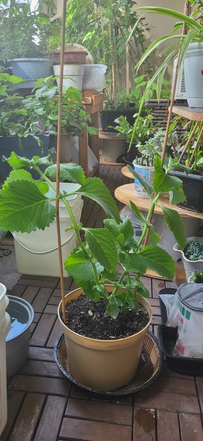 Mexican Mint/ Tần dày lá - photo 2