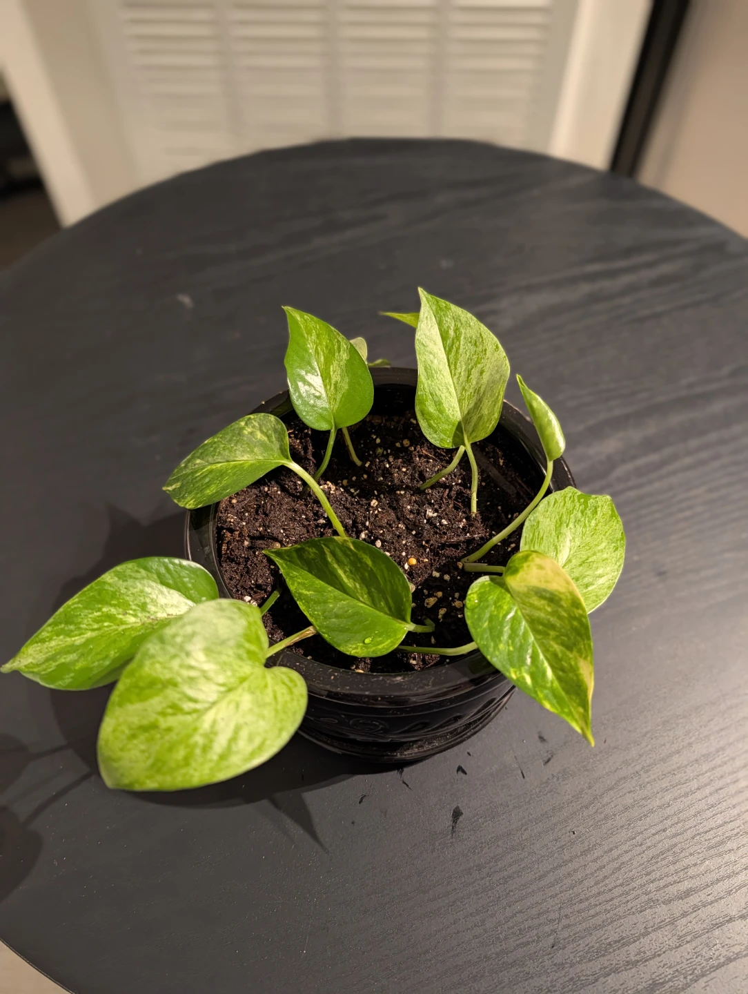 Pothos Plant in Black Pot - photo 2