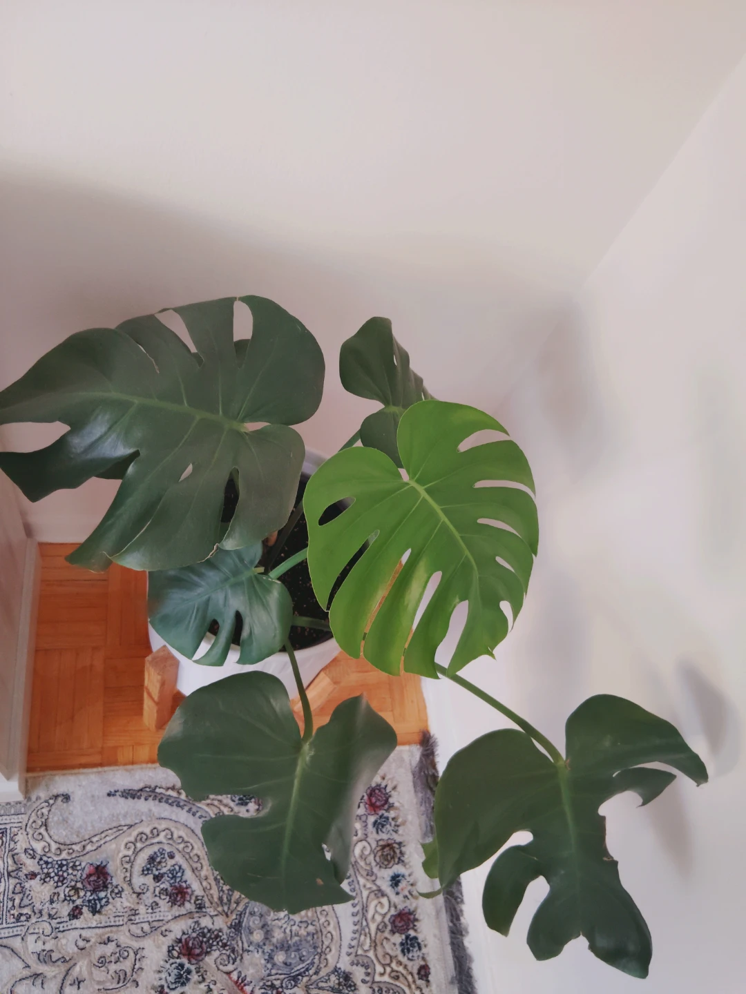 Monstera Plant in White ceramic Pot with Stand - photo 2