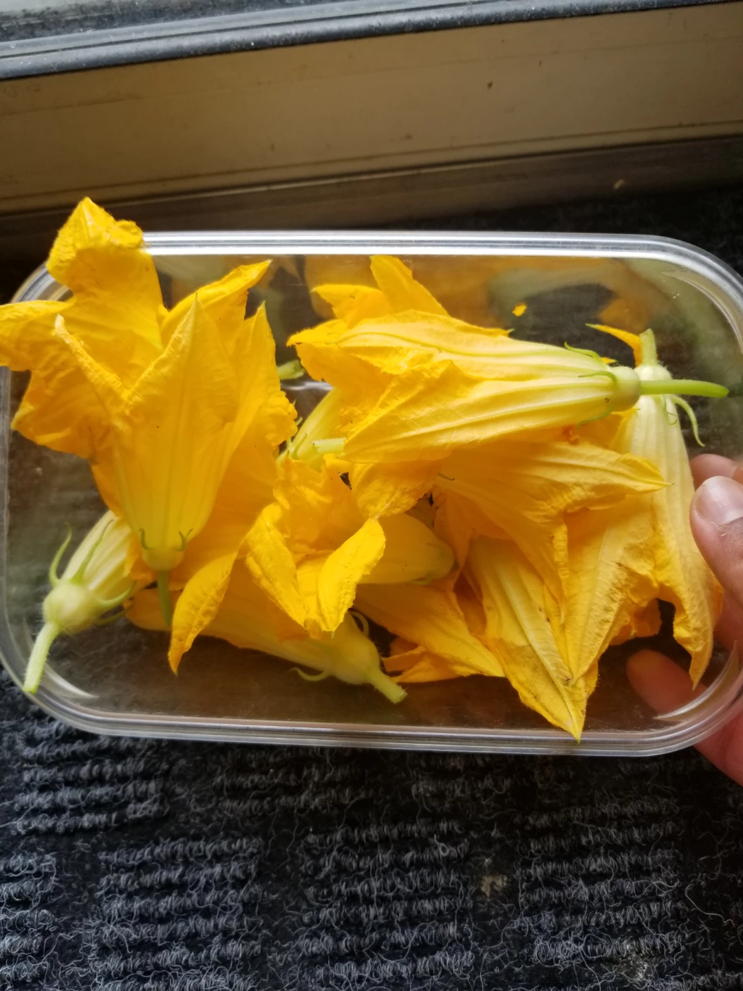 Zucchini Flowers