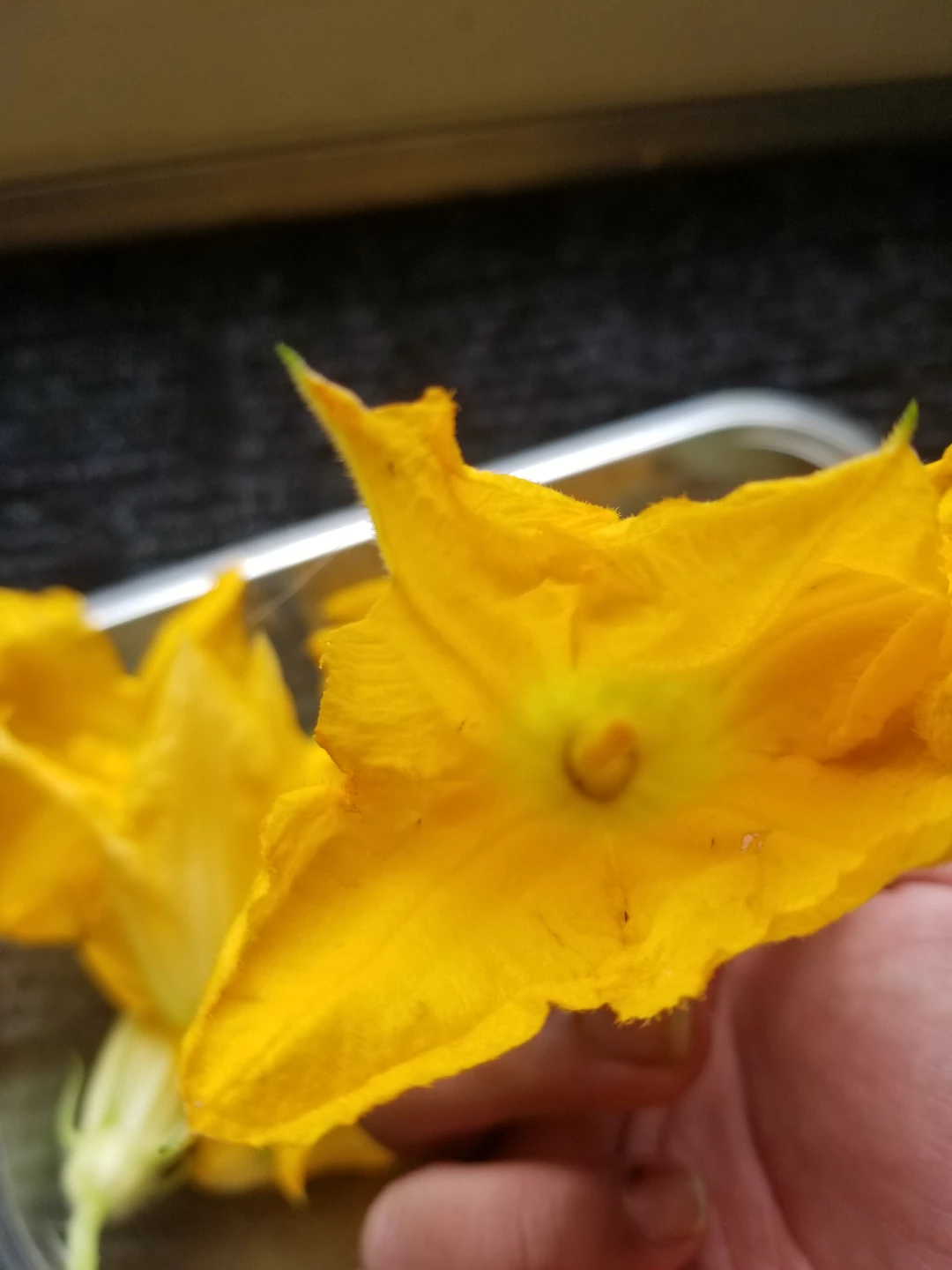 Zucchini Flowers - photo 2