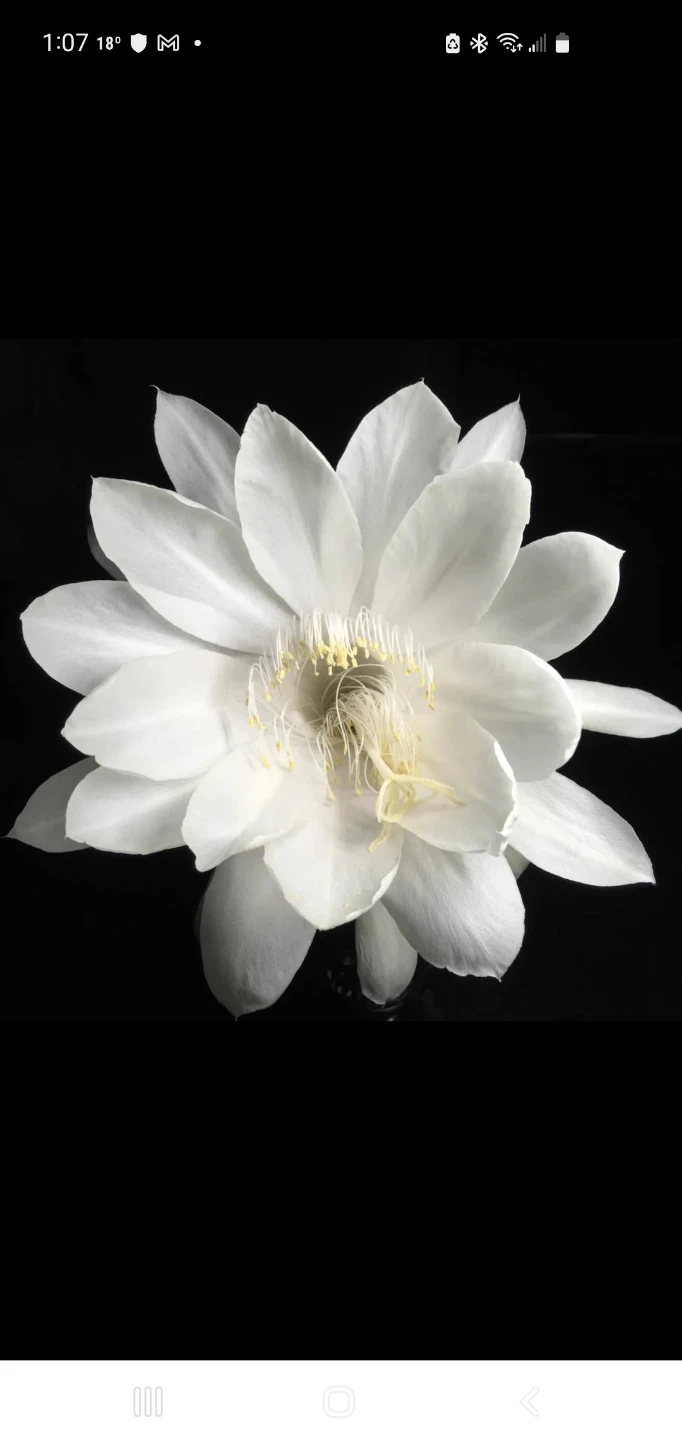 Queen of the Night (‌Epiphyllum oxypetalum - photo 4