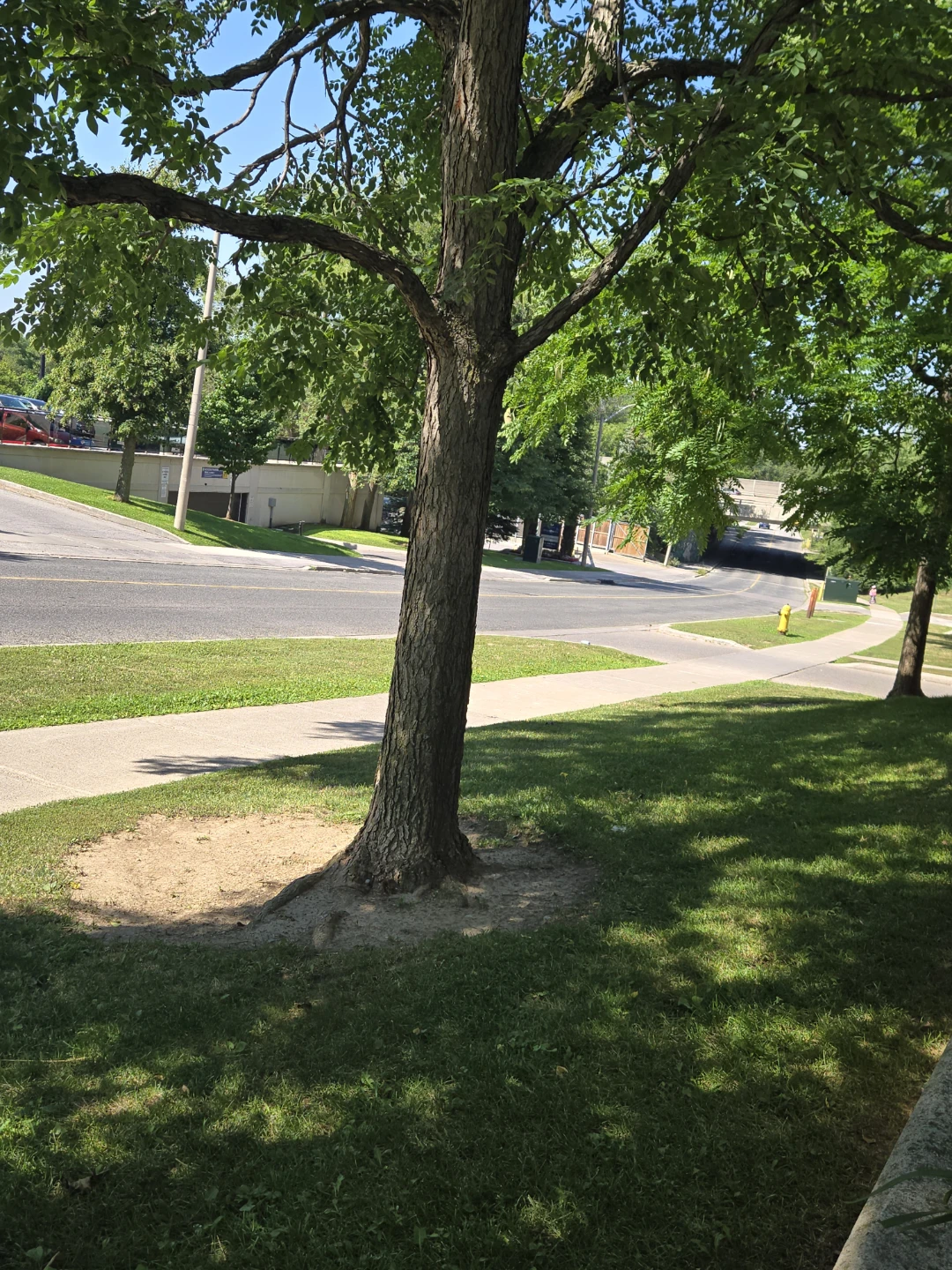 Tree for free