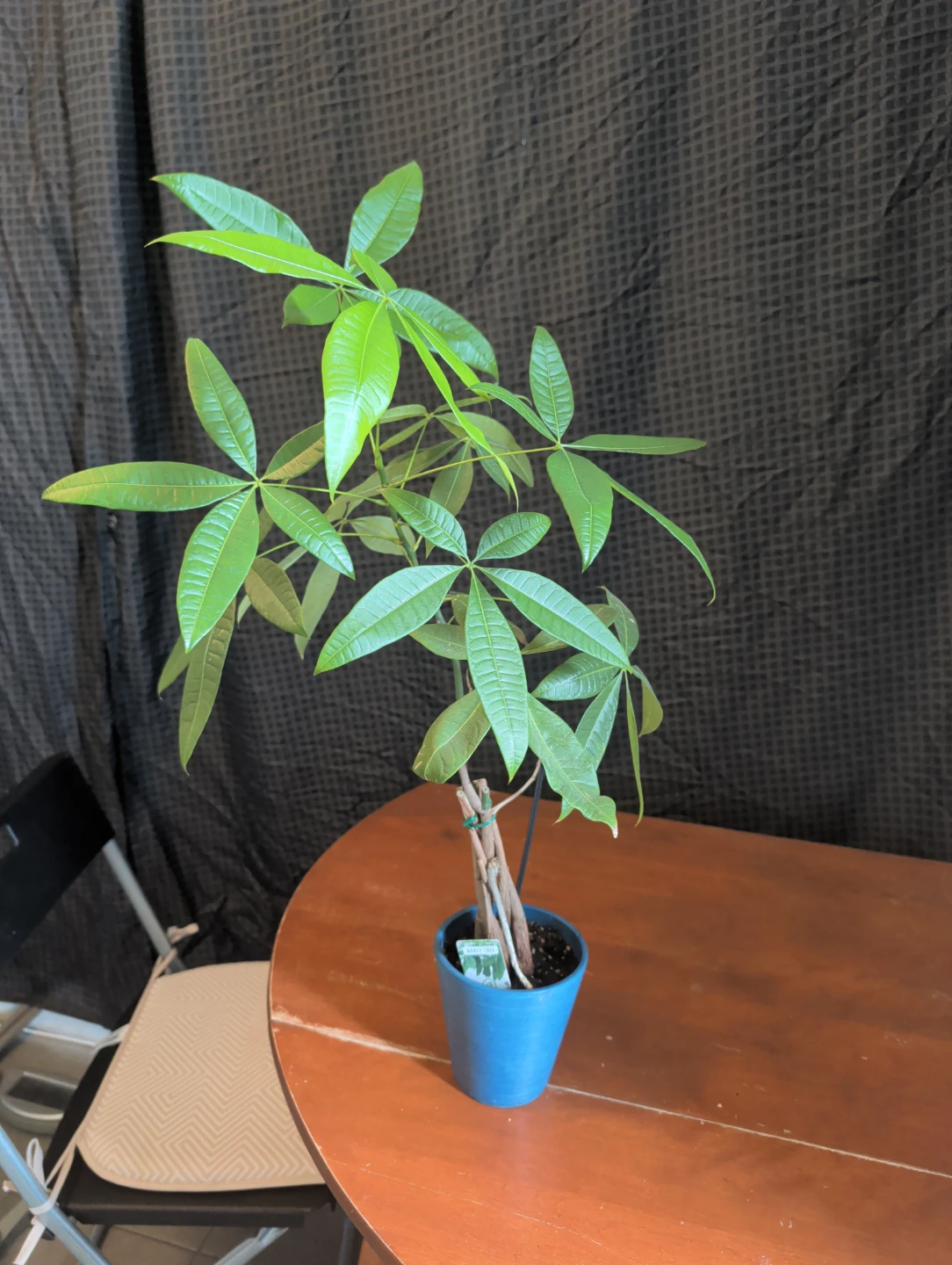 Money Tree Plant in Blue Pot