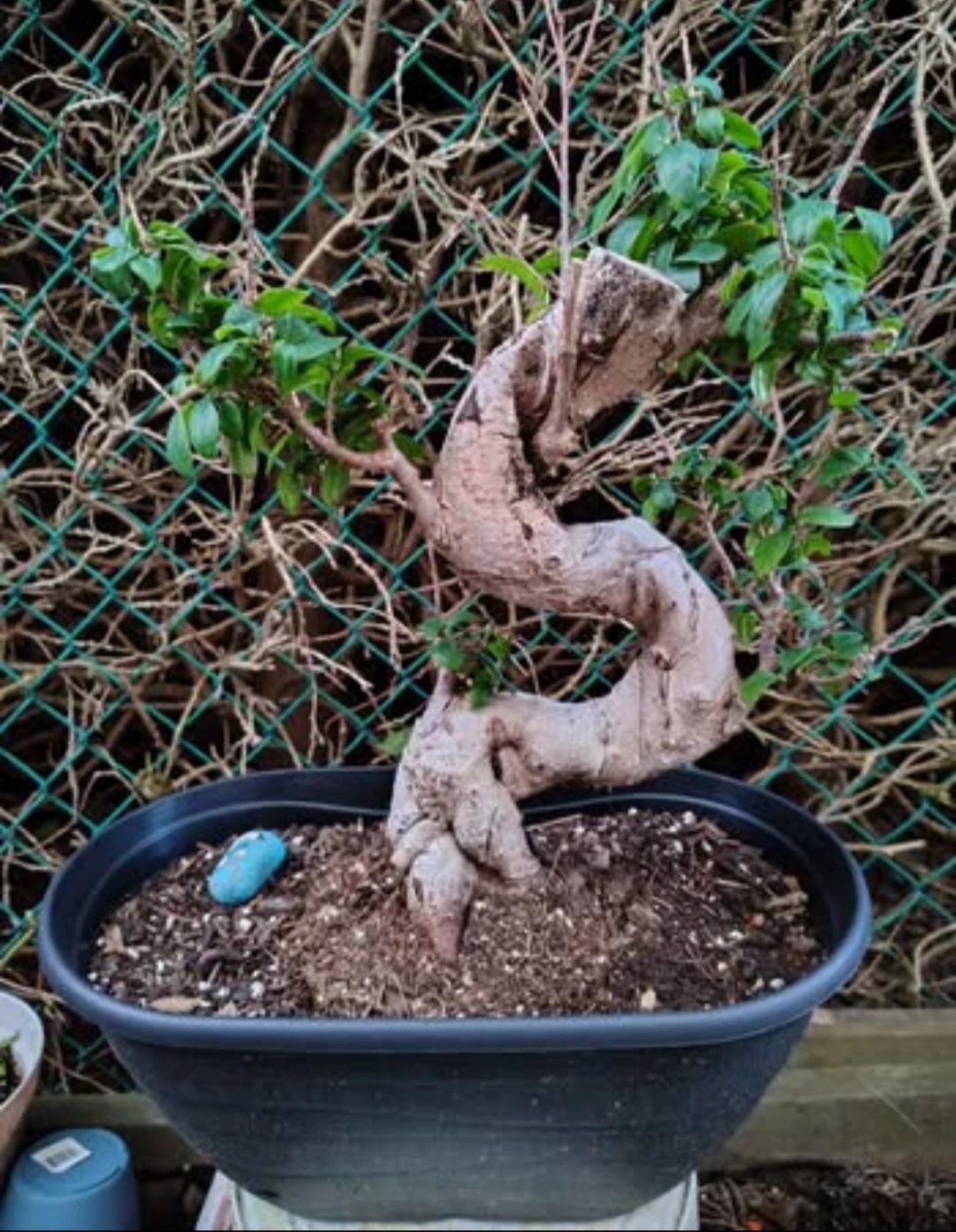 Bonsai Tree In Training – Unique S-Curve Trunk