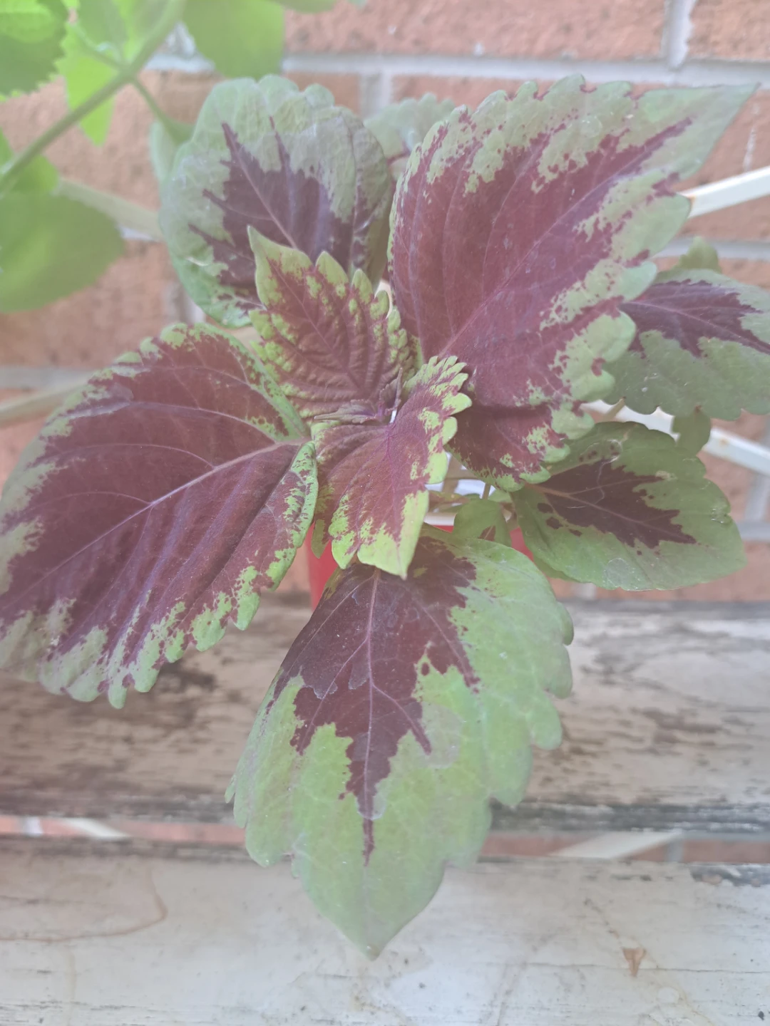 Coleus plant