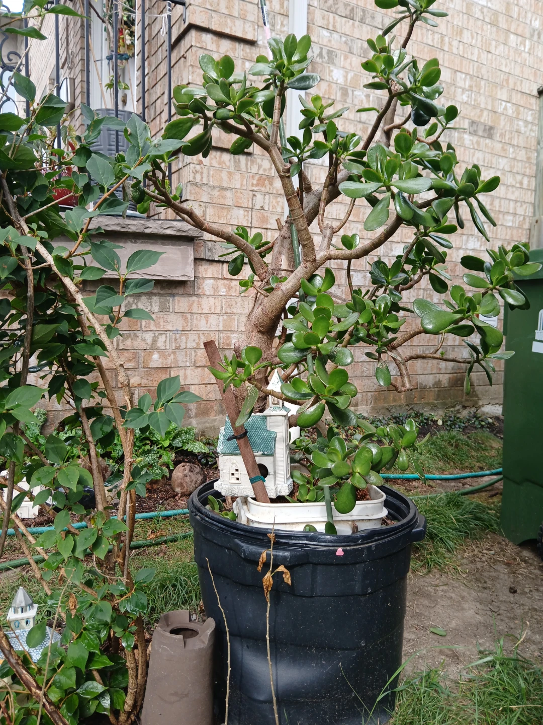 Large Jade Plant in Pot