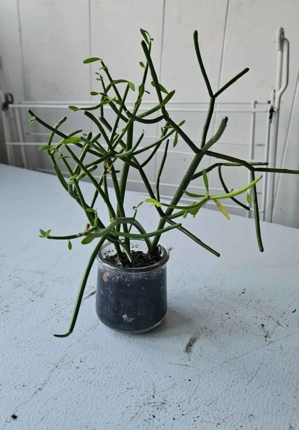 Pencil Cactus Plant in Glass Jar