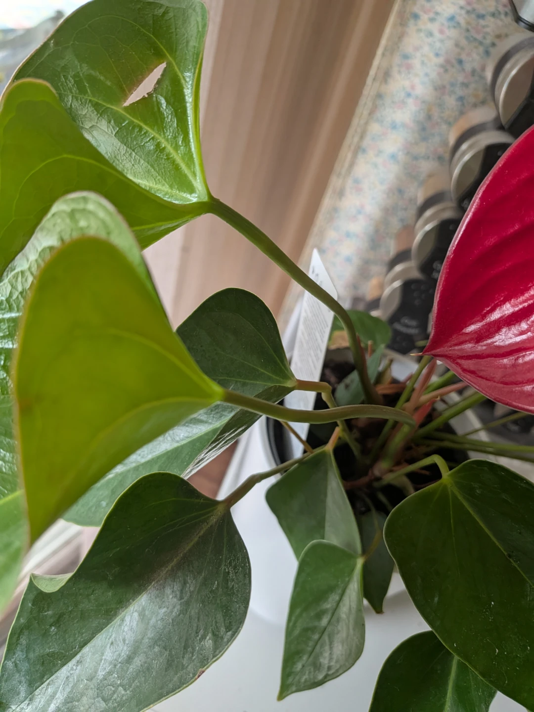 Anthurium Plant Over 12 Inches 1 Foot High - photo 3