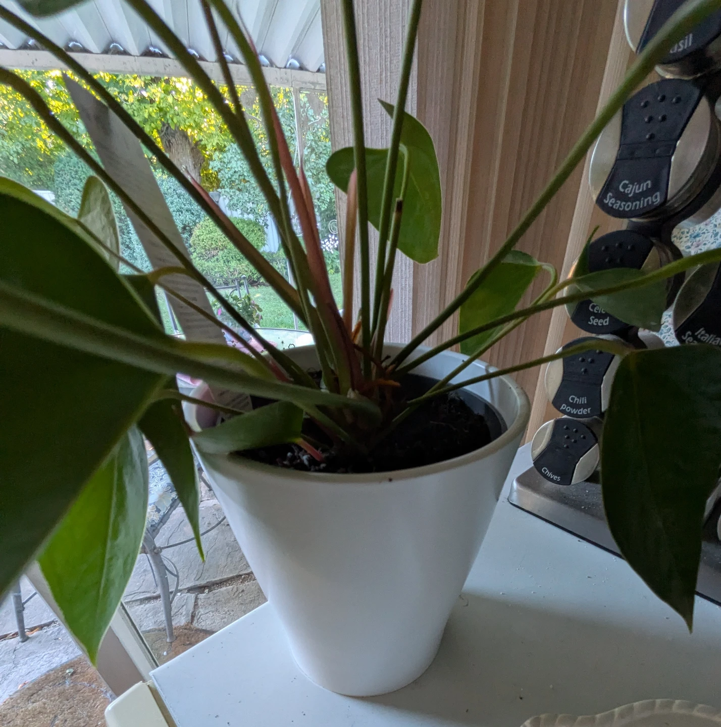 Anthurium Plant Over 12 Inches 1 Foot High - photo 5