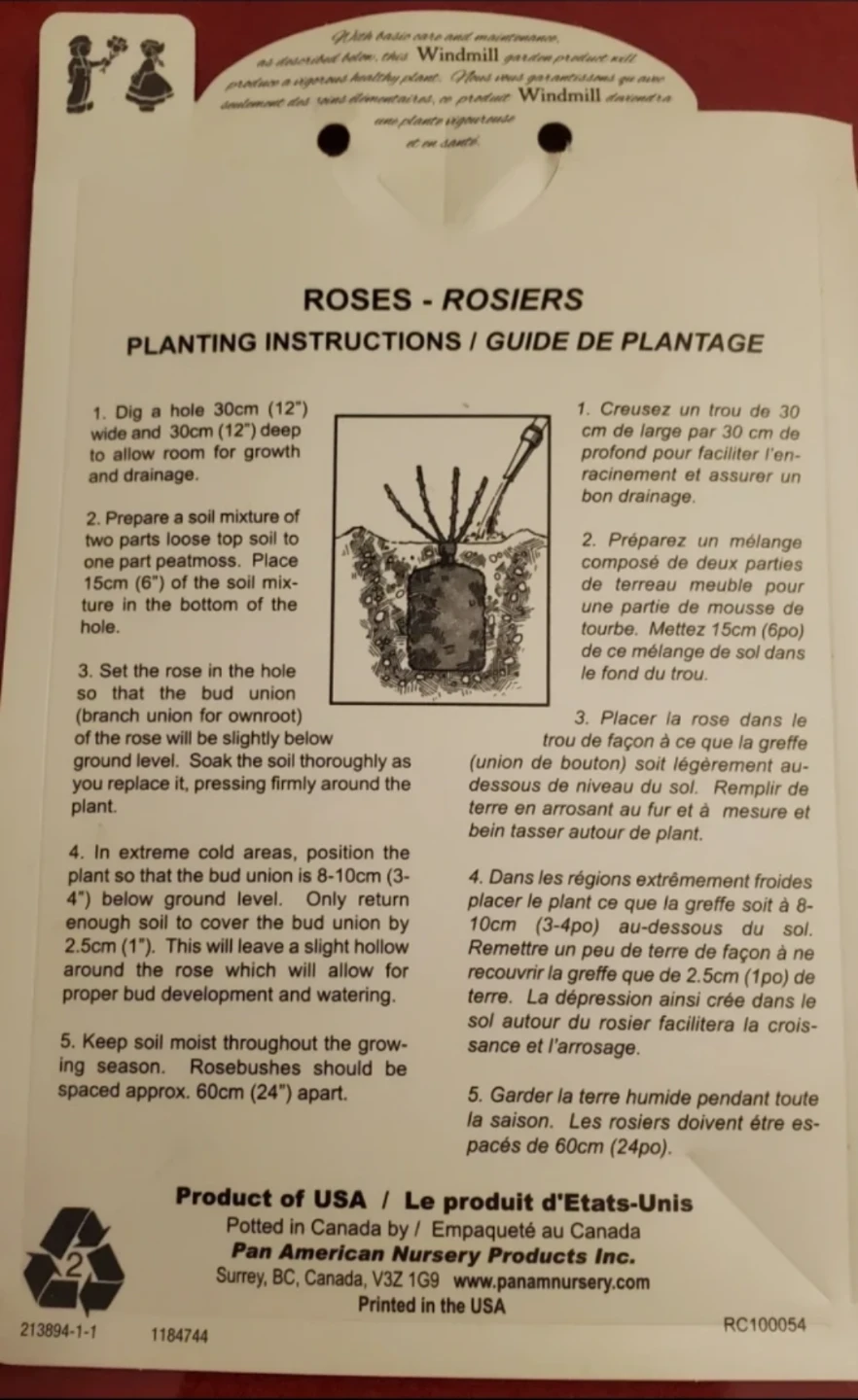 Iceberg Rose - Floribunda Rose - photo 5