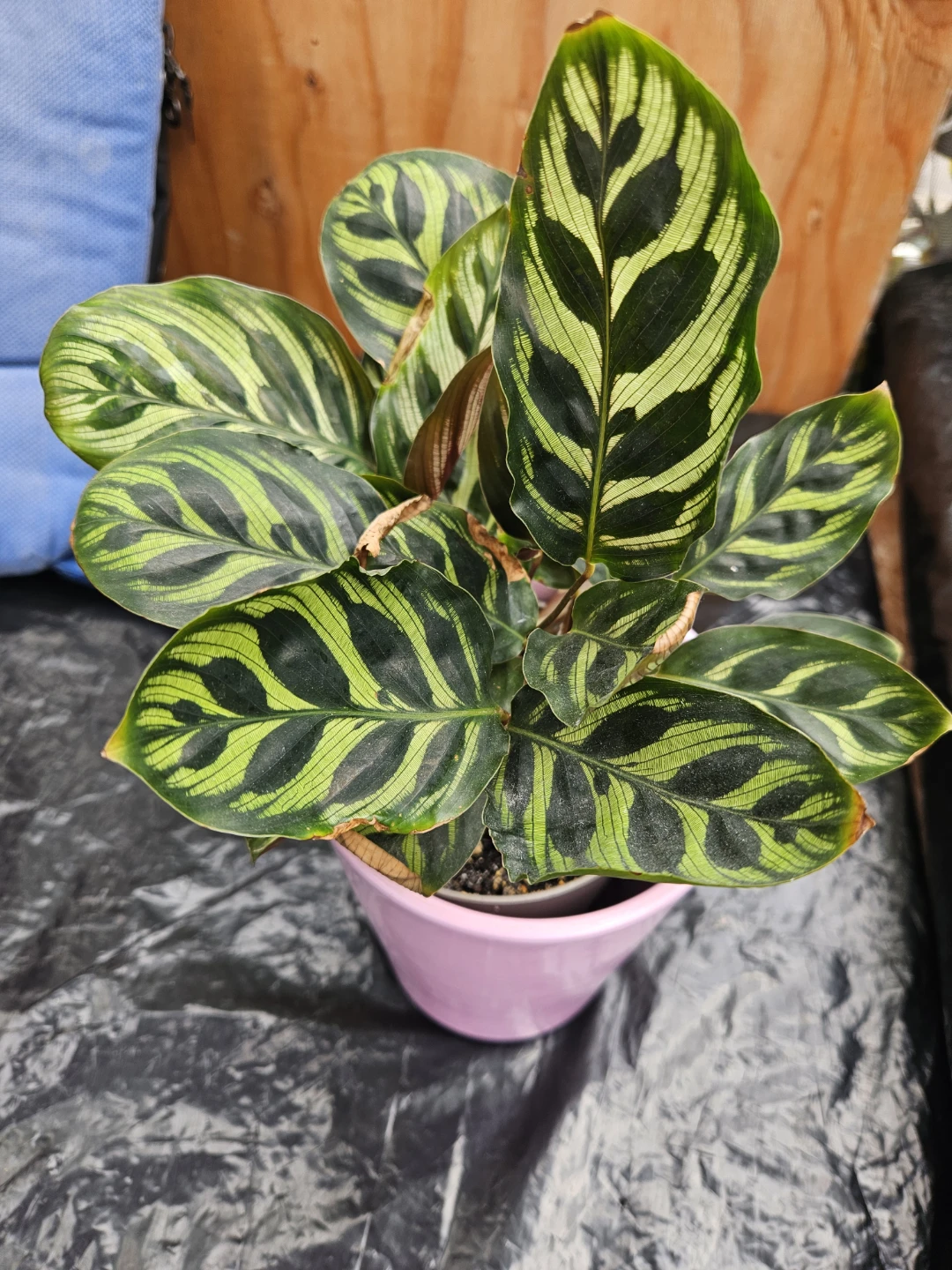 Calathea Peacock Plant in Pink Pot