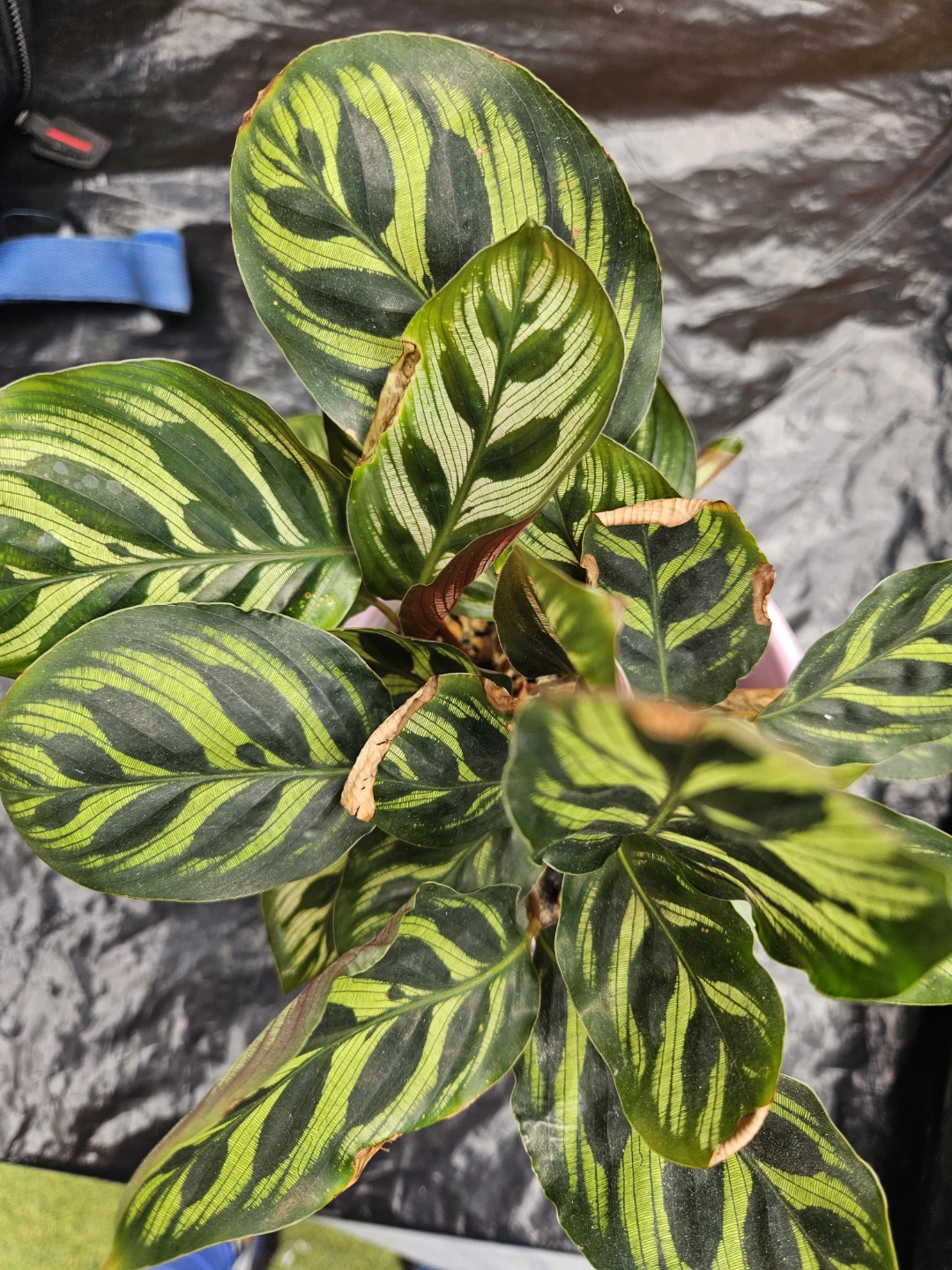 Calathea Peacock Plant in Pink Pot - photo 2