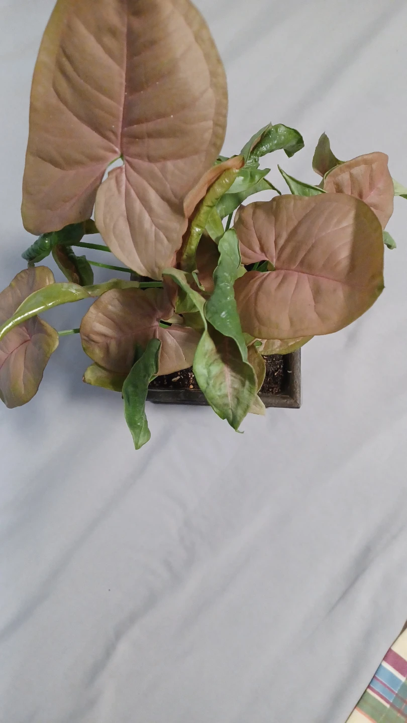 Syngonium 'Pink Perfection' Plant in Decorative Pot - photo 2