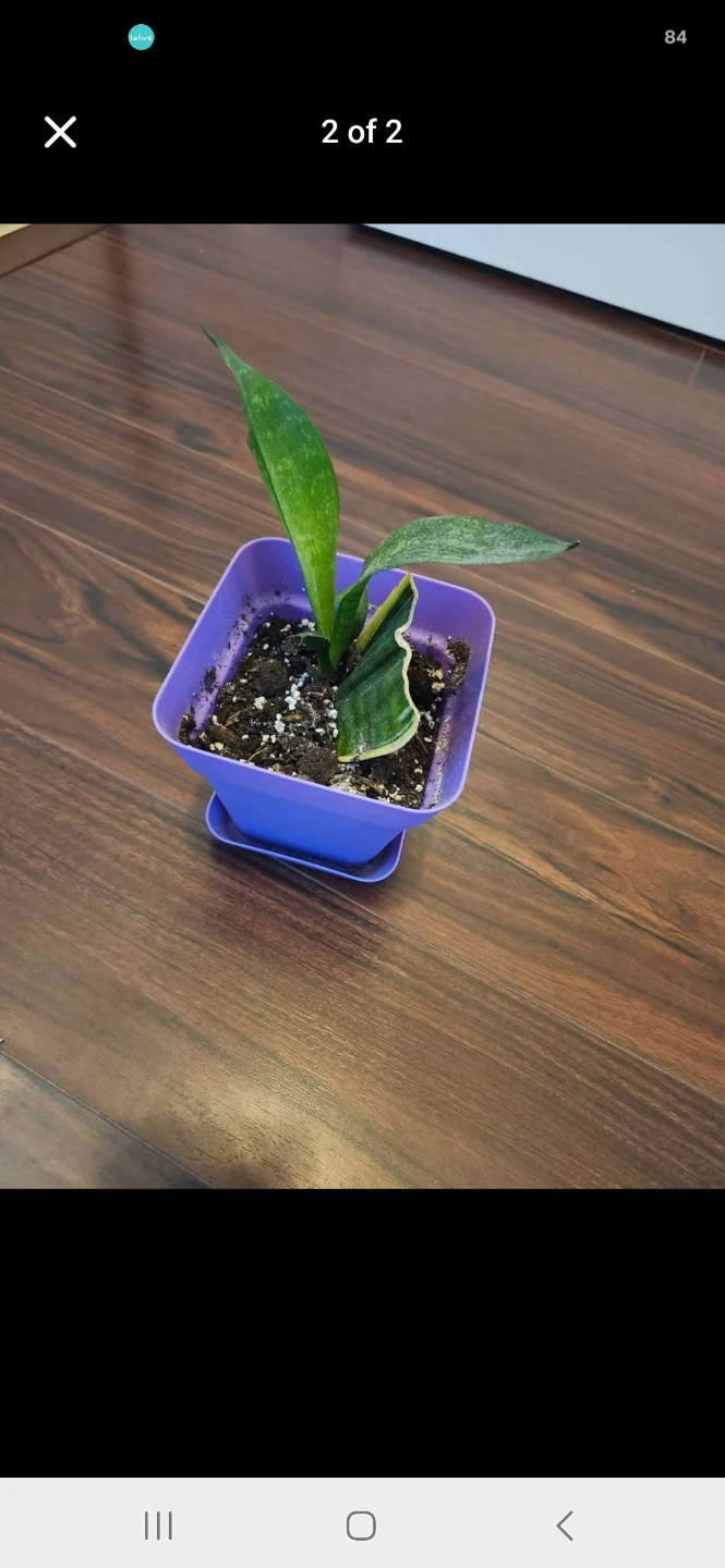 Snake Plant in Pot - photo 2