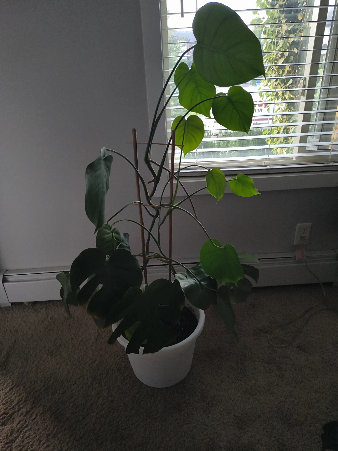 Monstera and Money Tree Plants