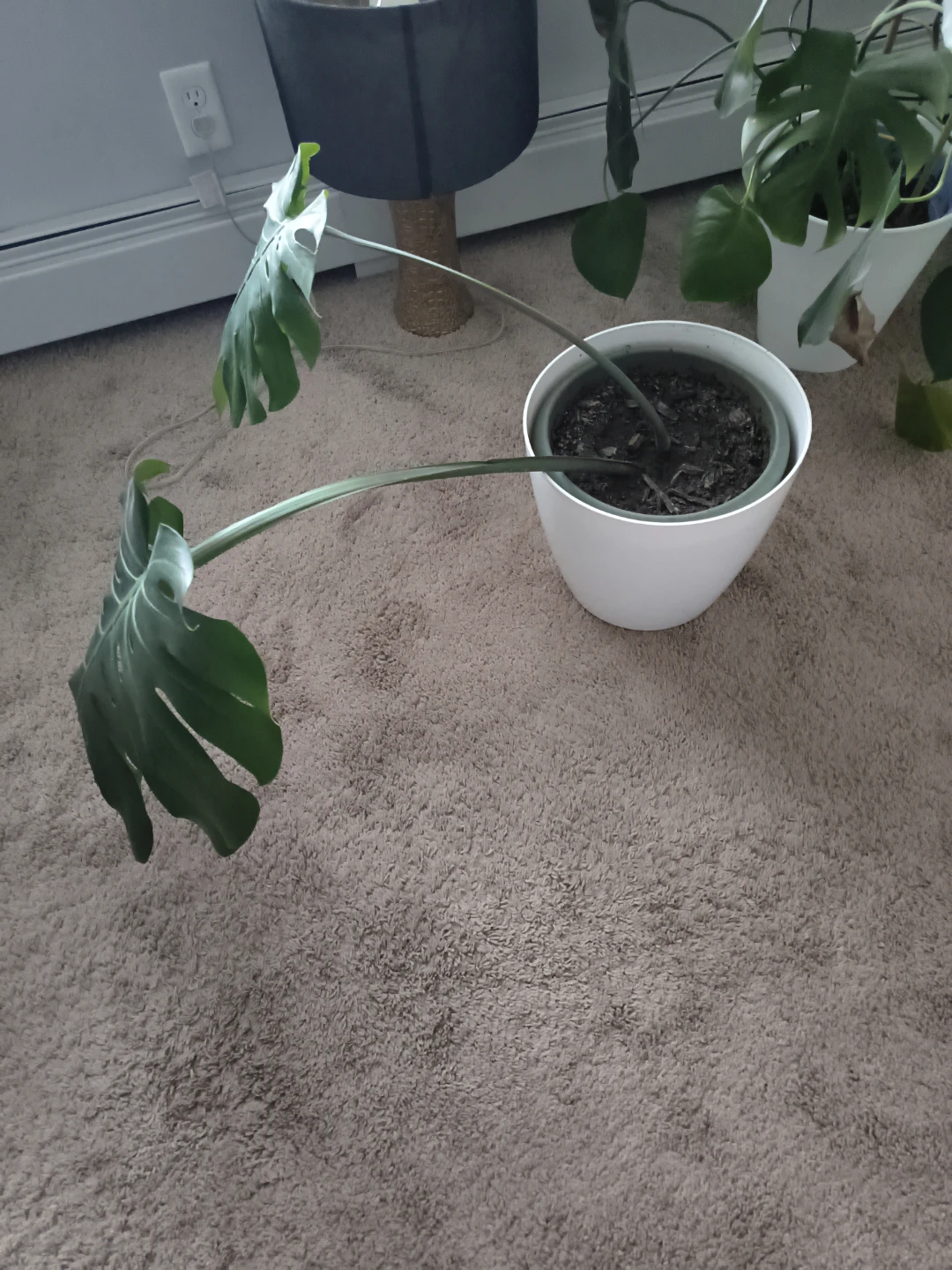 Monstera and Money Tree Plants - photo 2