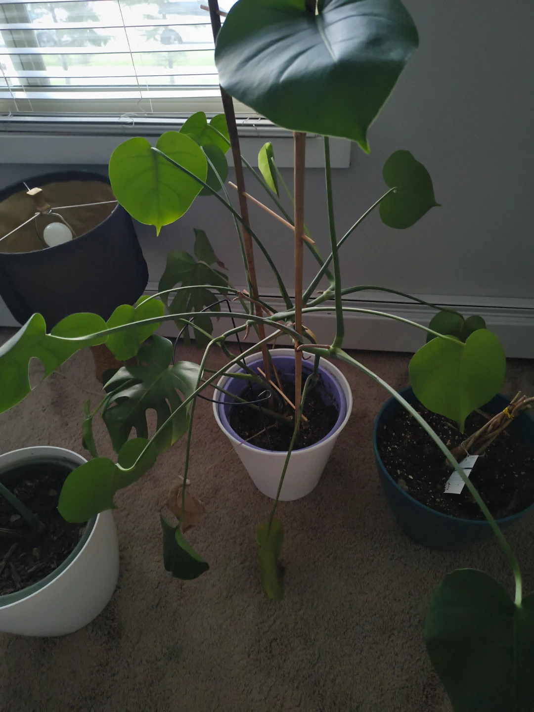 Monstera and Money Tree Plants - photo 3
