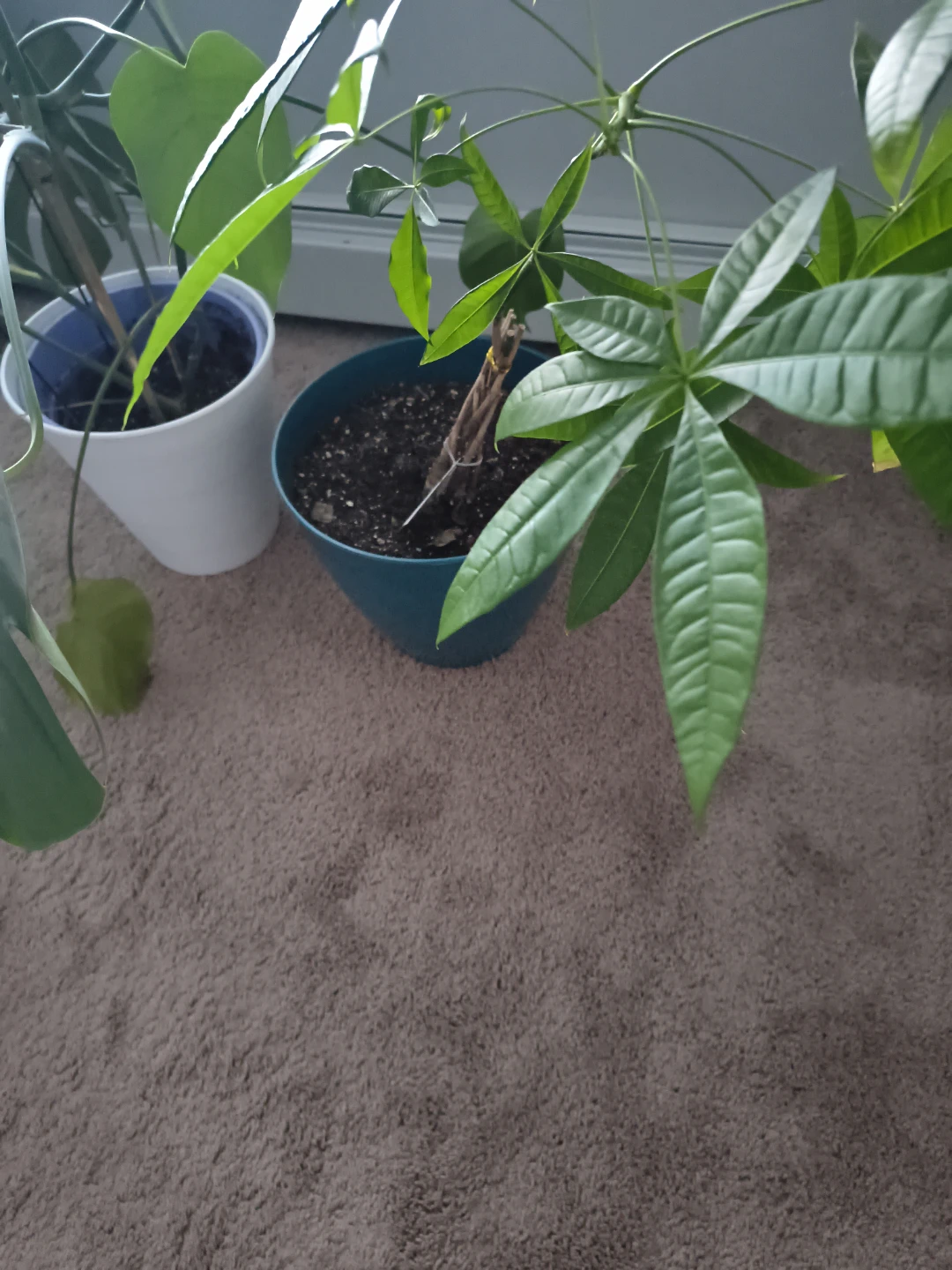 Monstera and Money Tree Plants - photo 4