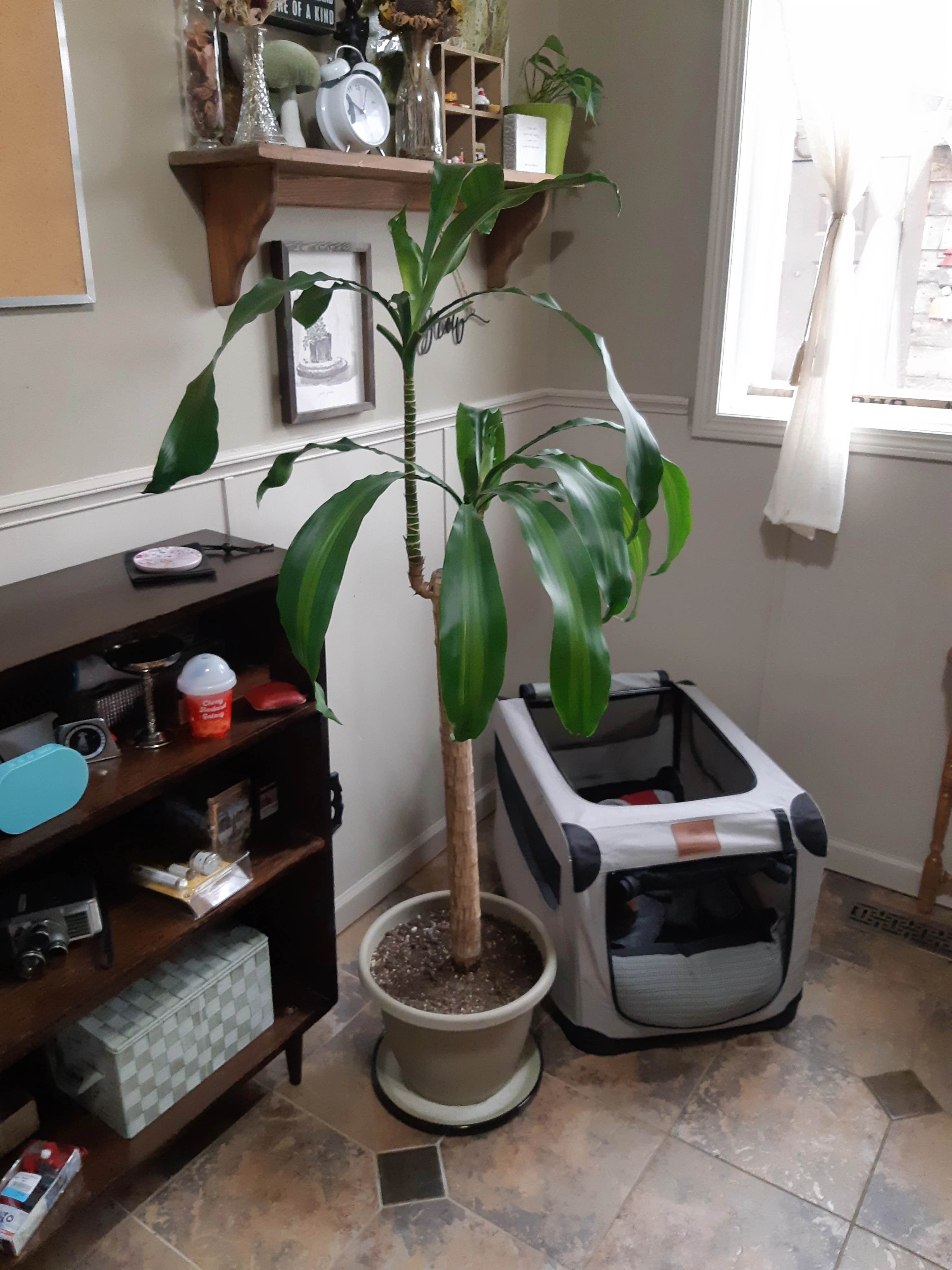 Large Draceana / Corn Plant - photo 4