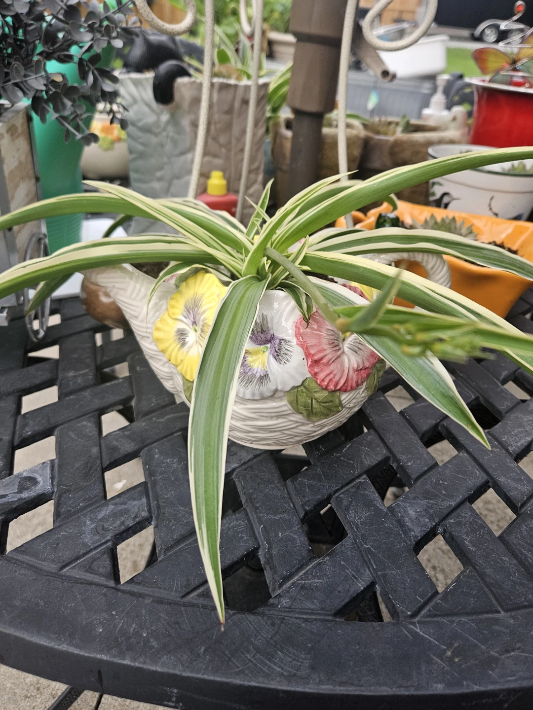 Spider Plant in Decorative Teapot Planter - photo 2