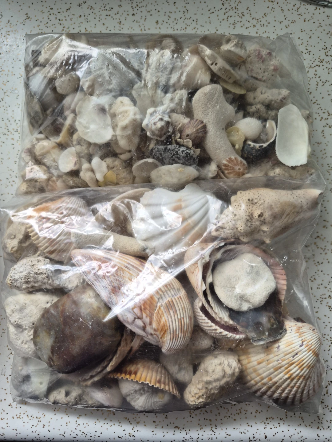 Bag of assorted seashells and beach stones