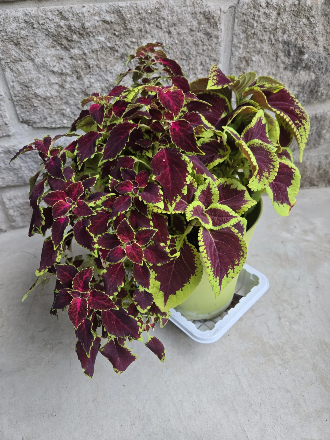 Coleus Plant in Pot 7"
