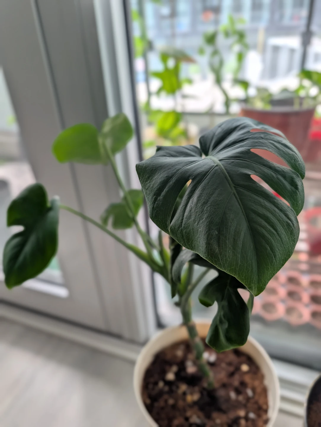 Any plant cutting - photo 5