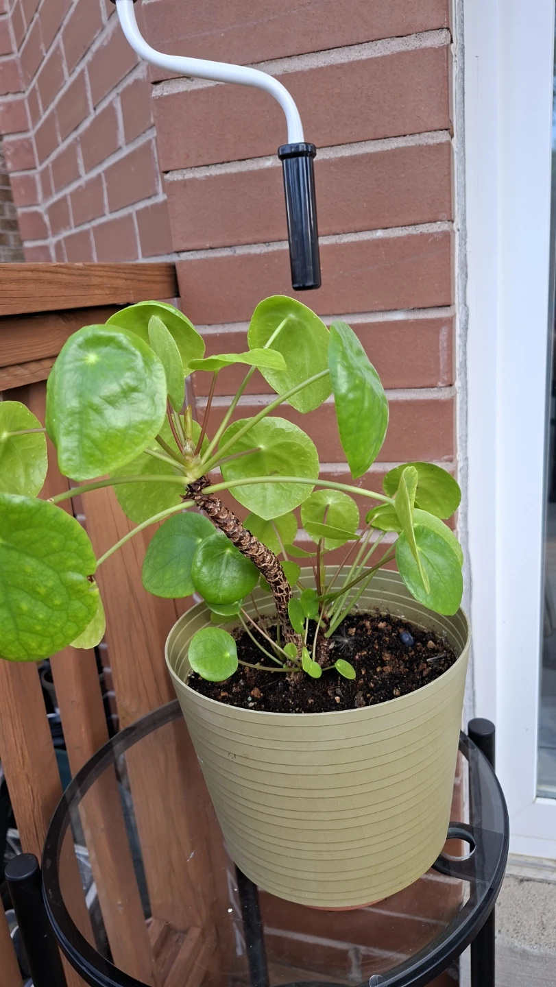 Chinese Money Plant (Pilea Peperomioides) - photo 3