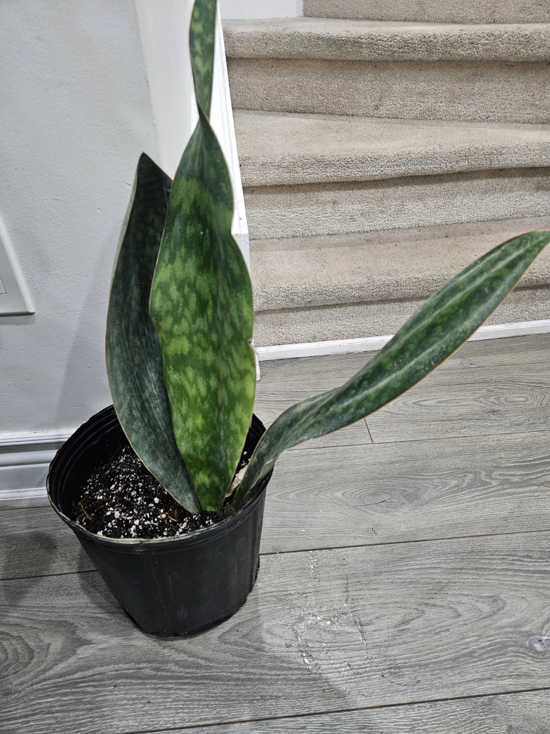 Sharkfin    Snake Plant Potted - photo 2