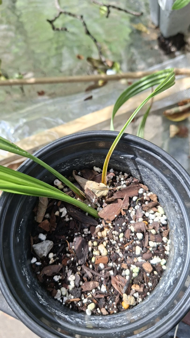 🌴 Young Date Palm Plant 🌴 - photo 3