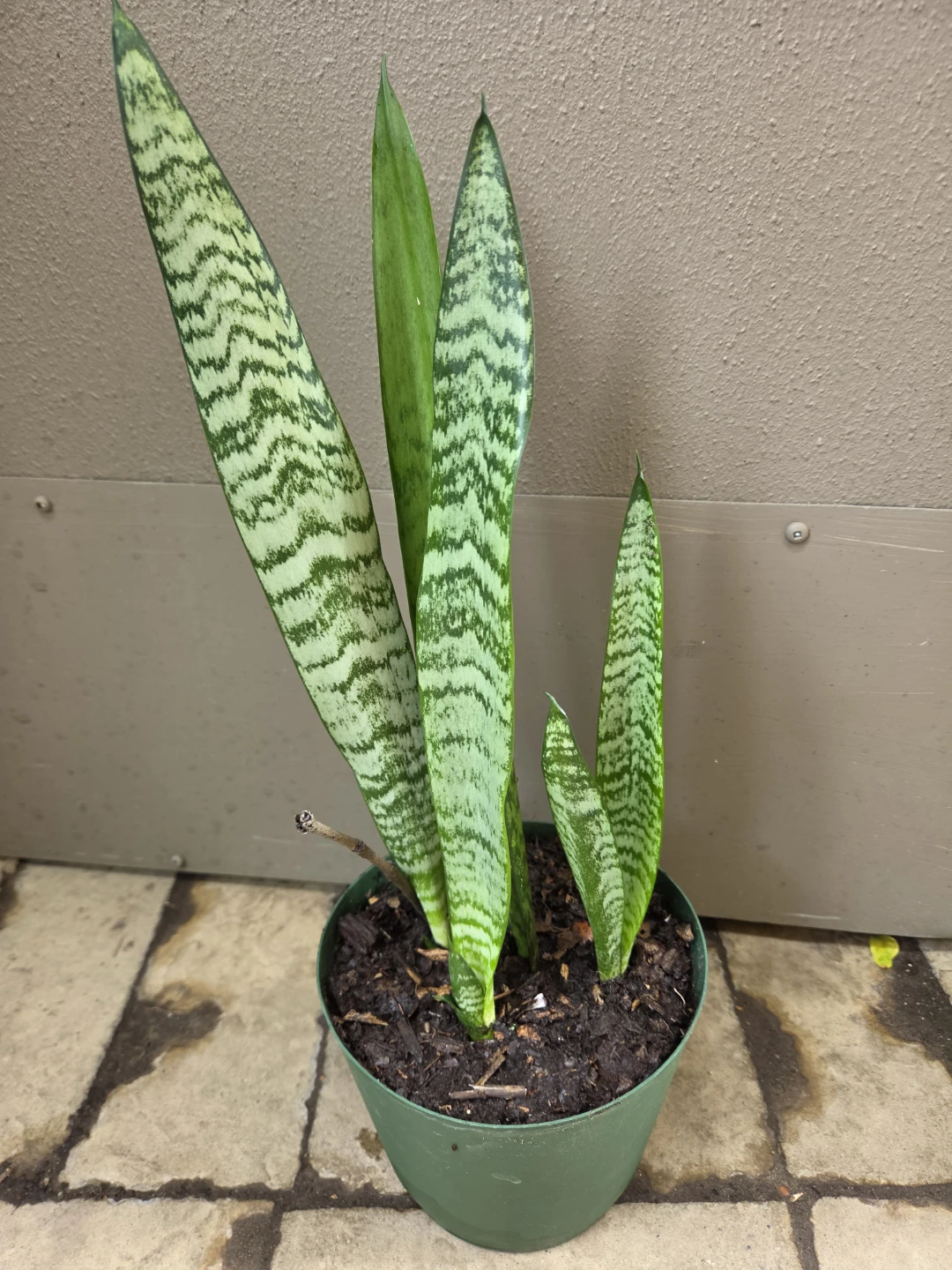 Snake Plant - photo 2