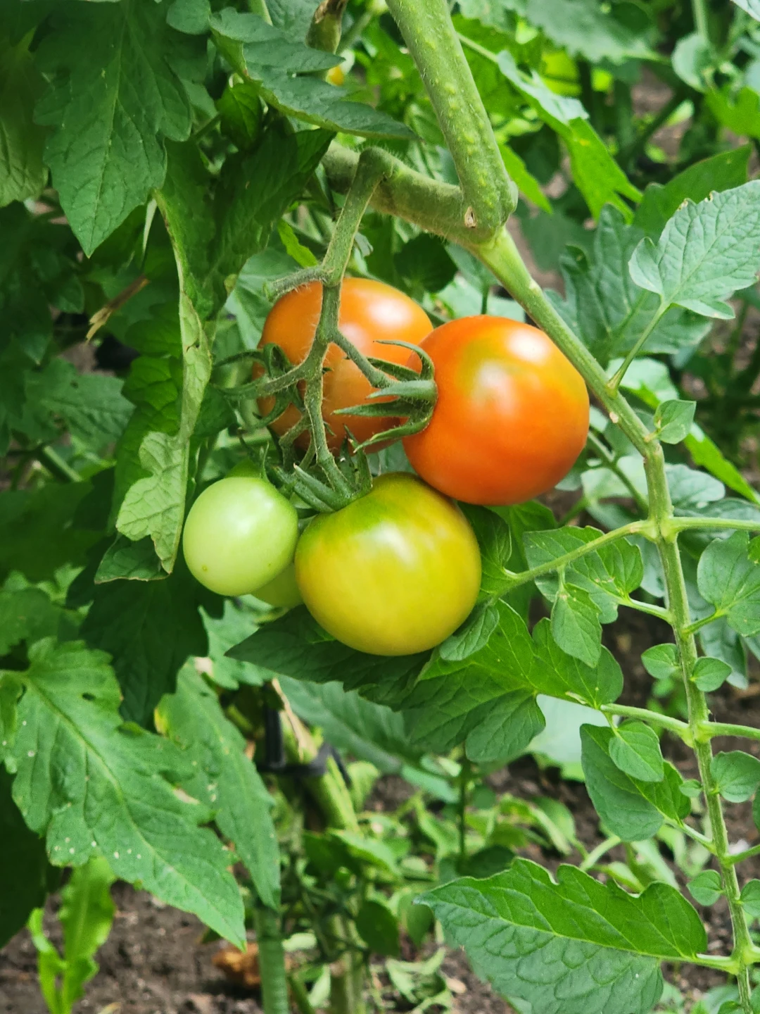 Fresh tomatoes
