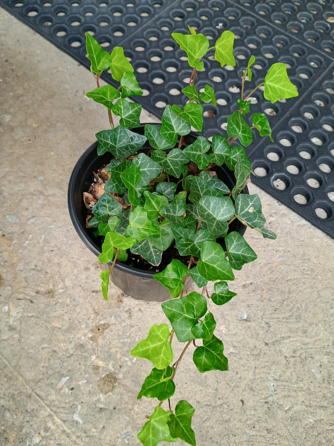 English Ivy - photo 2