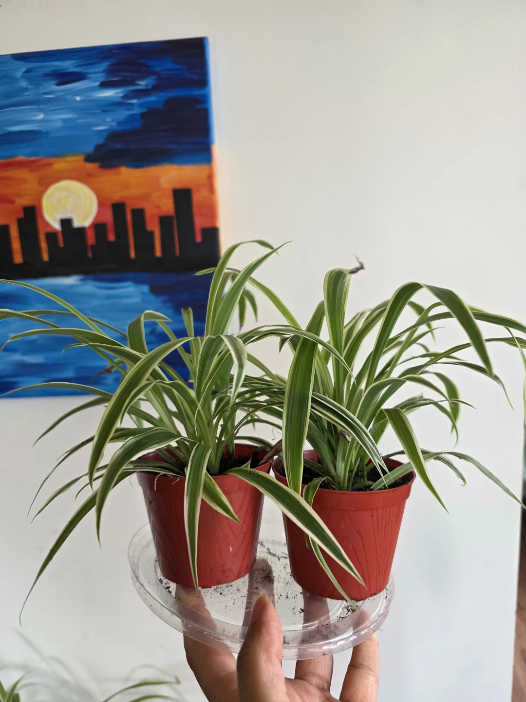 Spider Plants in Red Pots