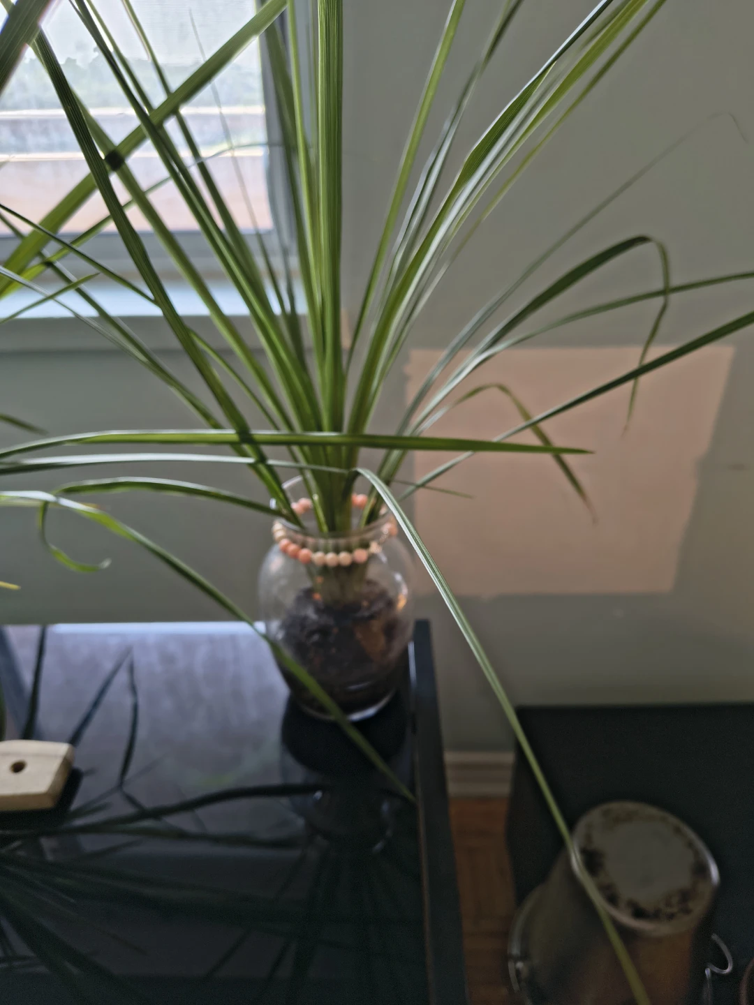 Assorted House Plants in Decorative Pots - photo 5