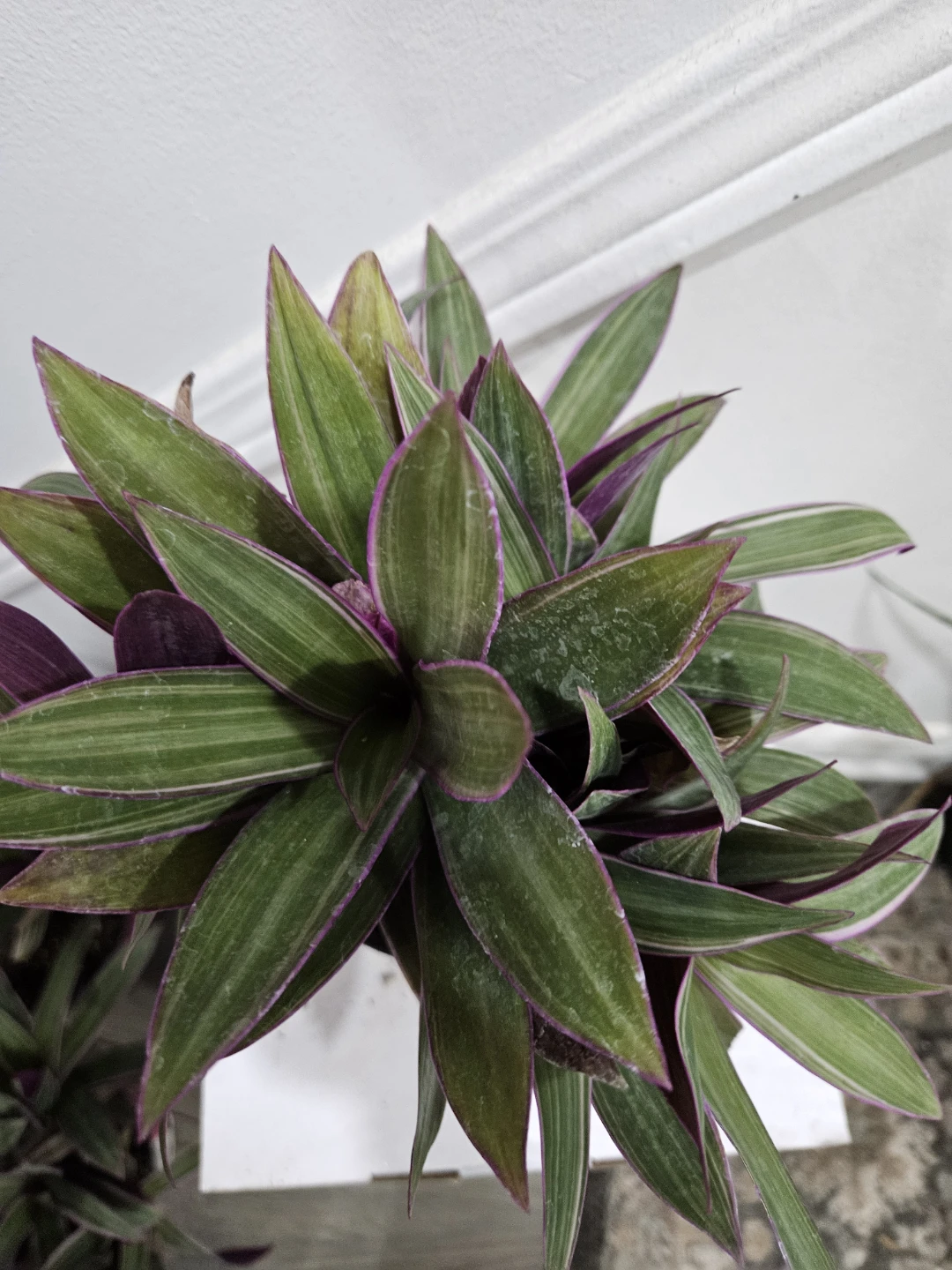 Tradescantia Spathacea (Moses-in-the-Cradle) Plant - photo 4
