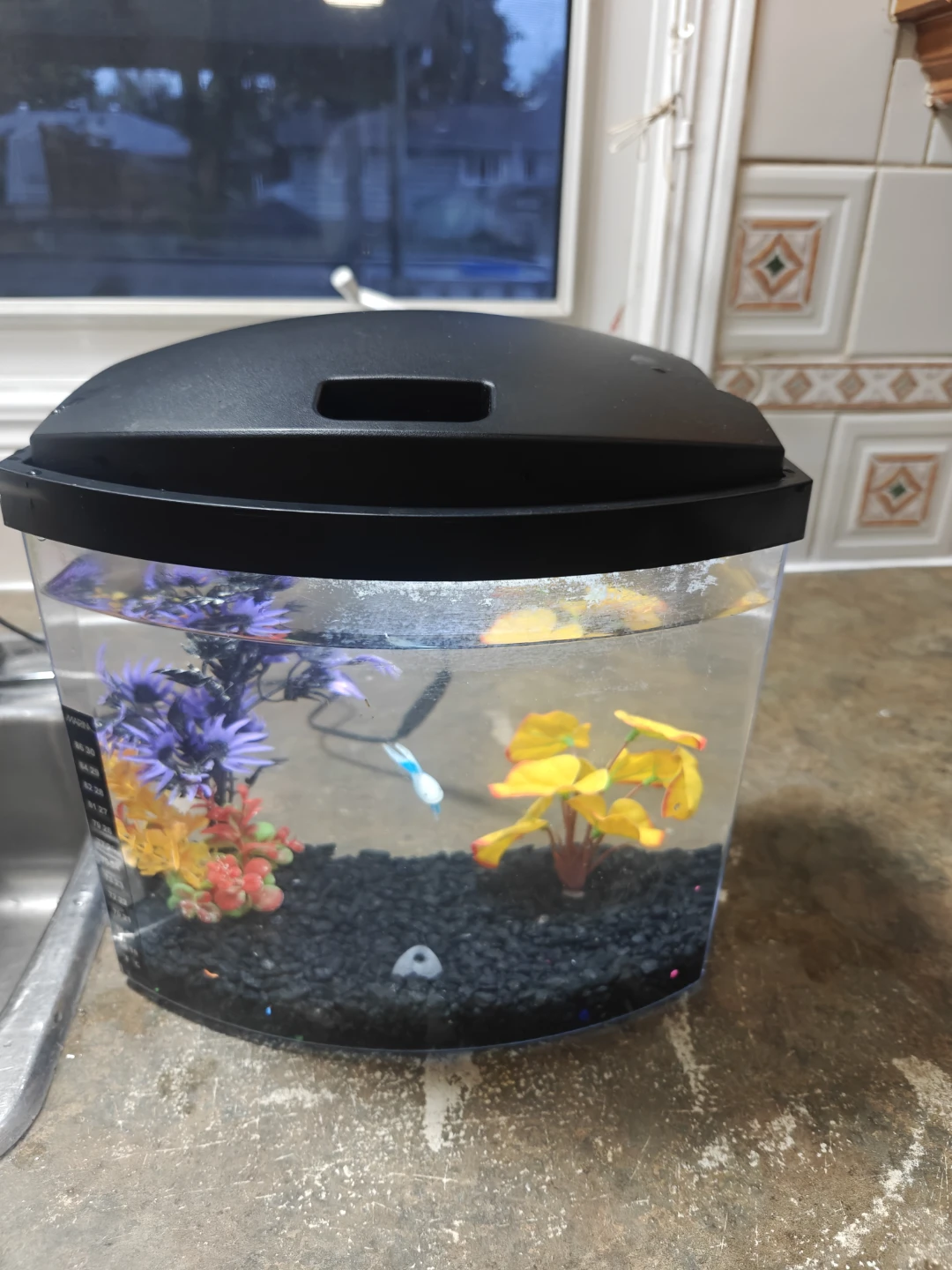 Beta tank for sale