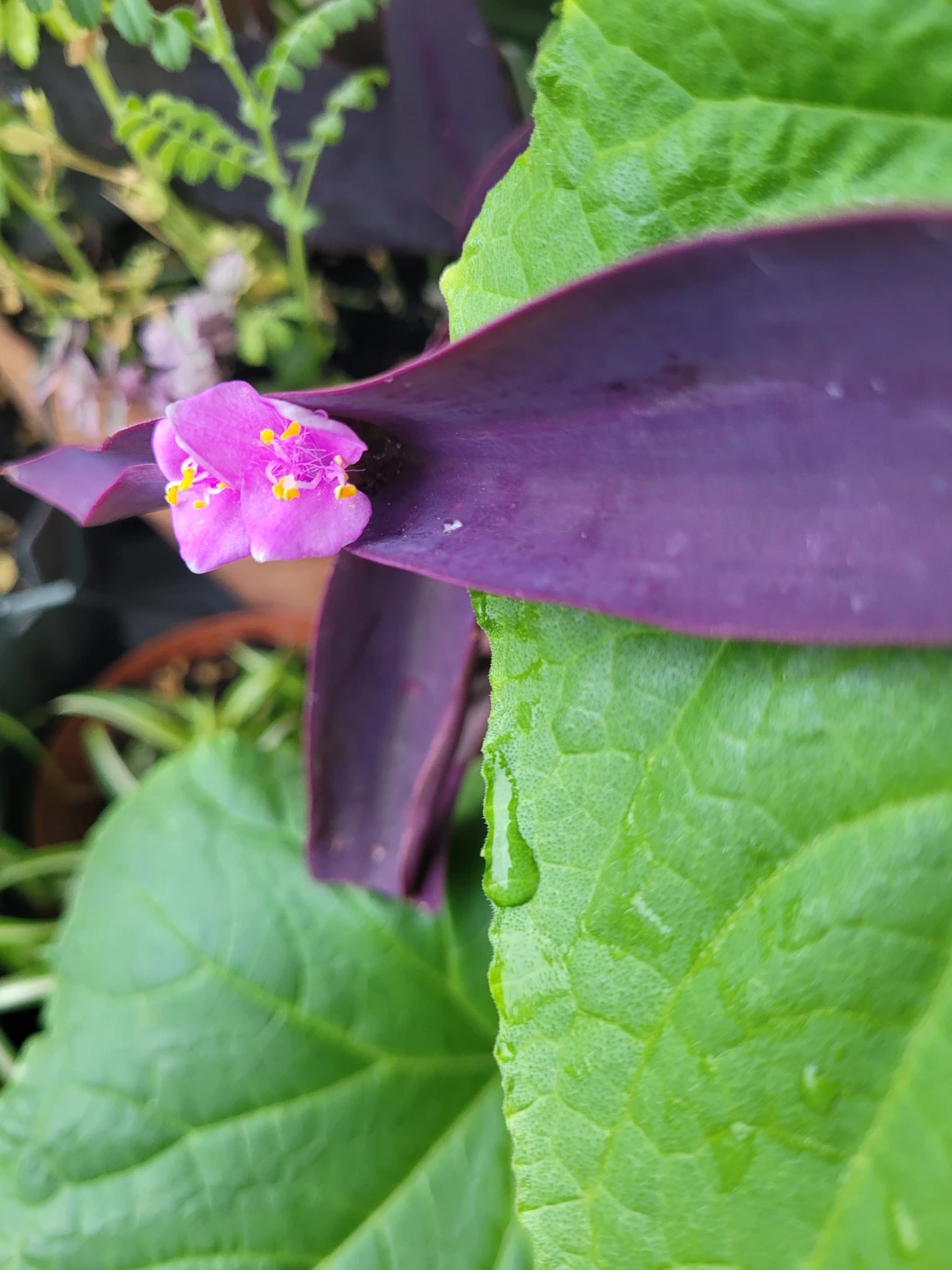 Purple Heart Plant - photo 2