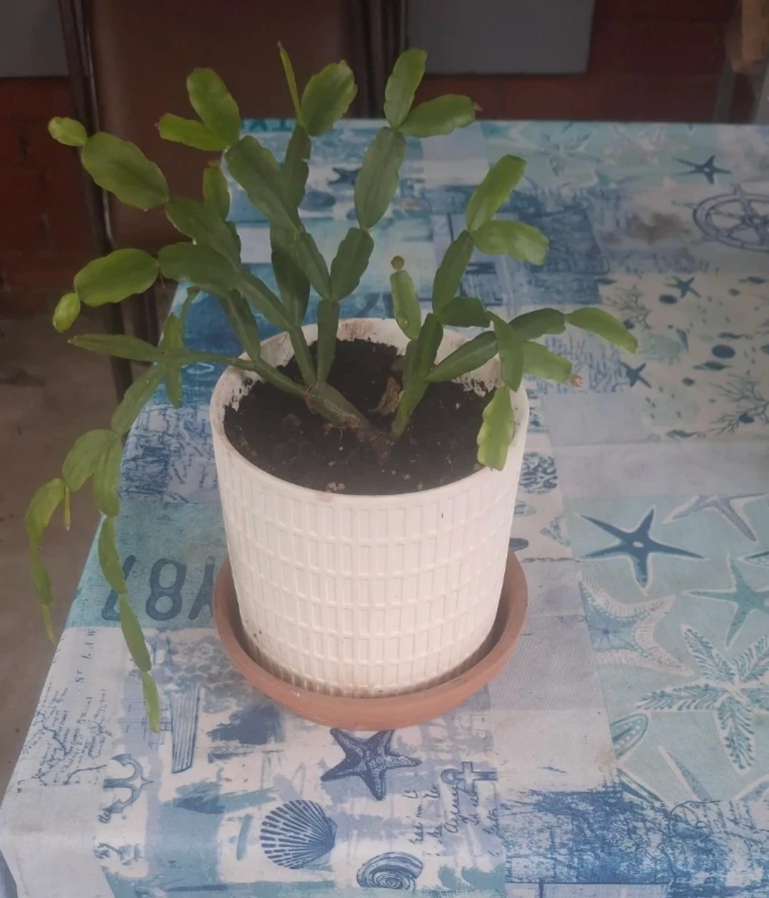 Christmas Cactus Plant in White Pot