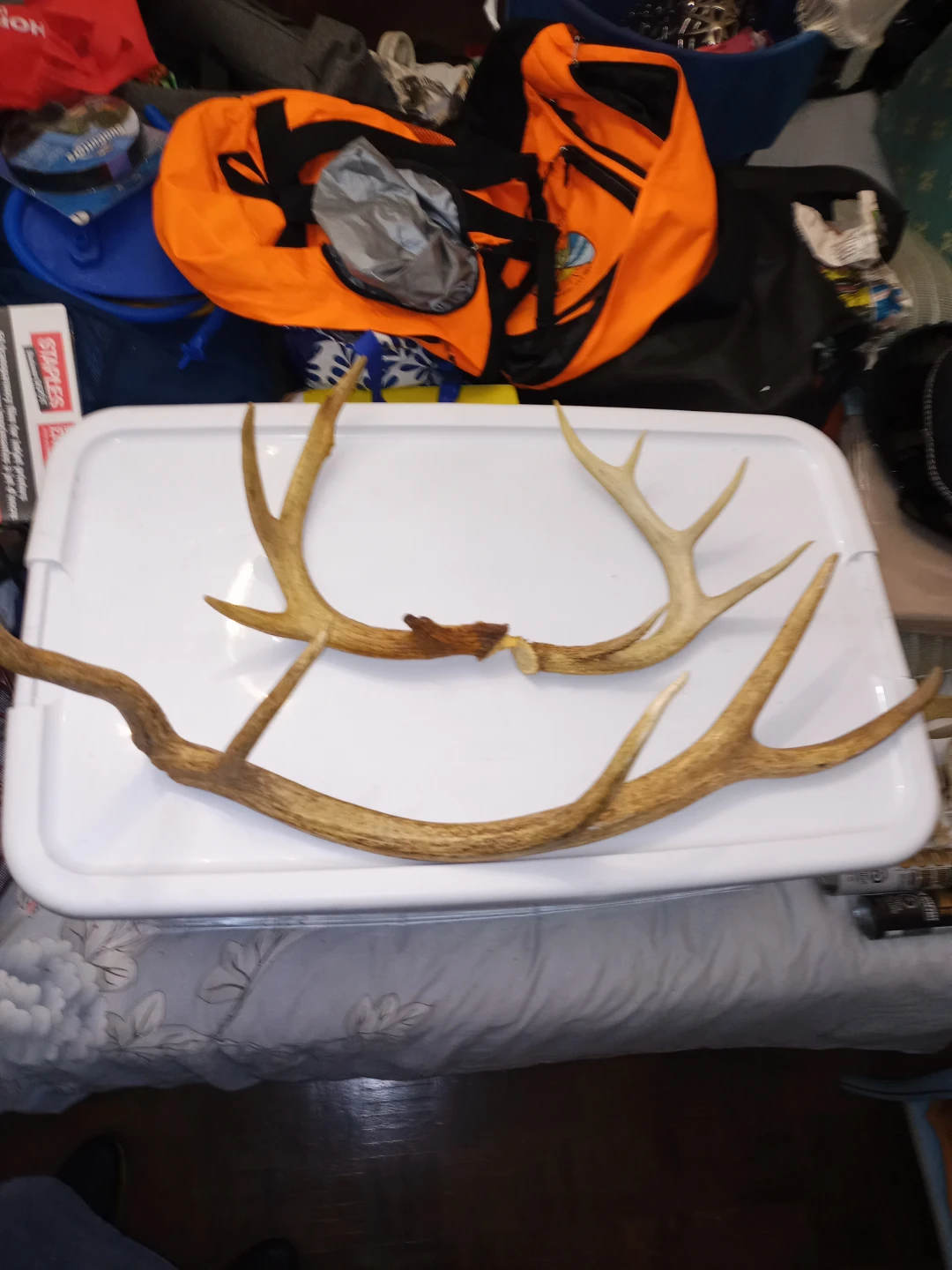 Deer Antlers - 3 Antlers