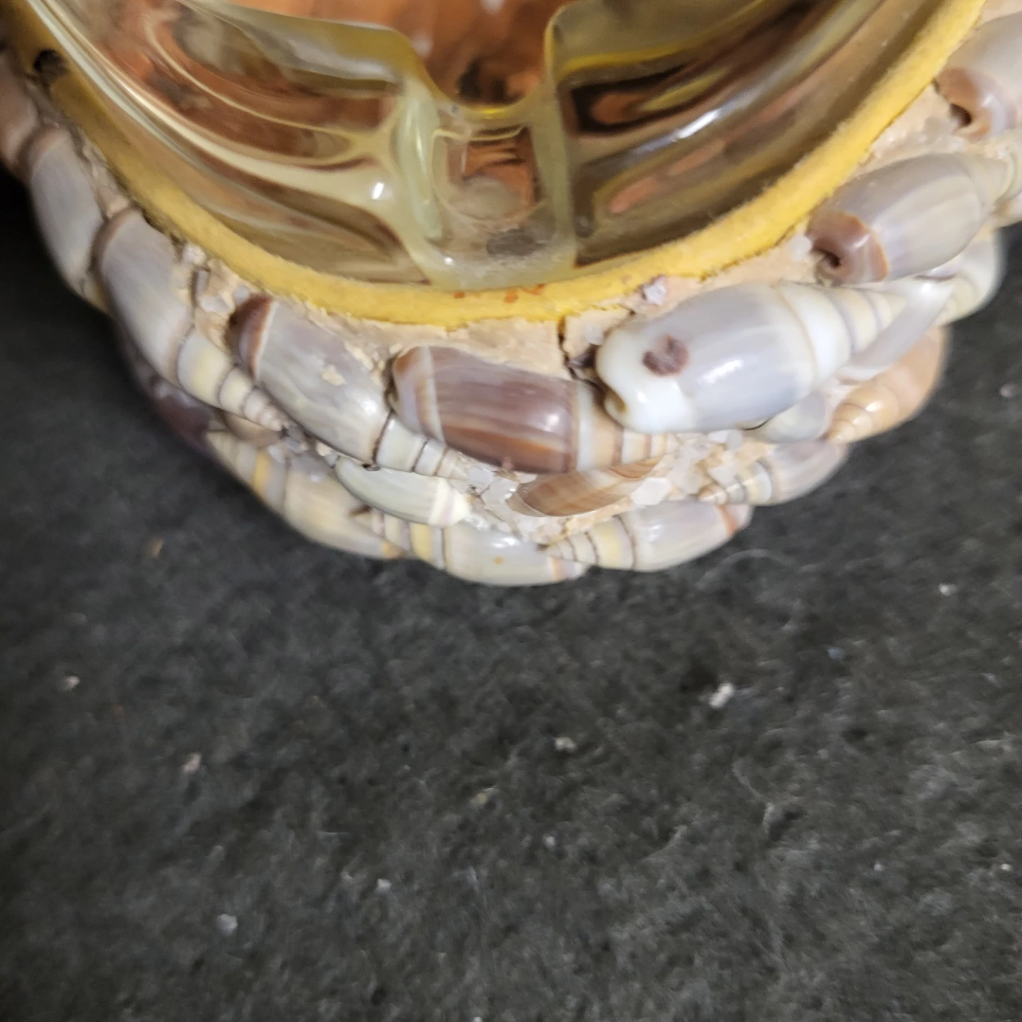 Glass Ashtray with Seashell Trim - photo 3