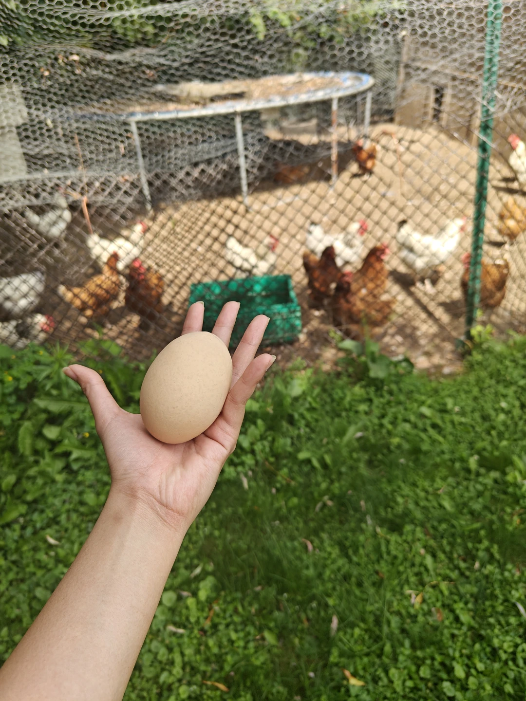 Fresh Farm Eggs (Brown, White, Blue, Green) - photo 3