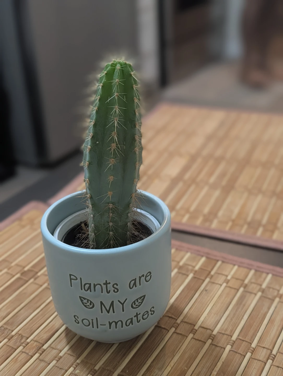 Cactus - photo 2